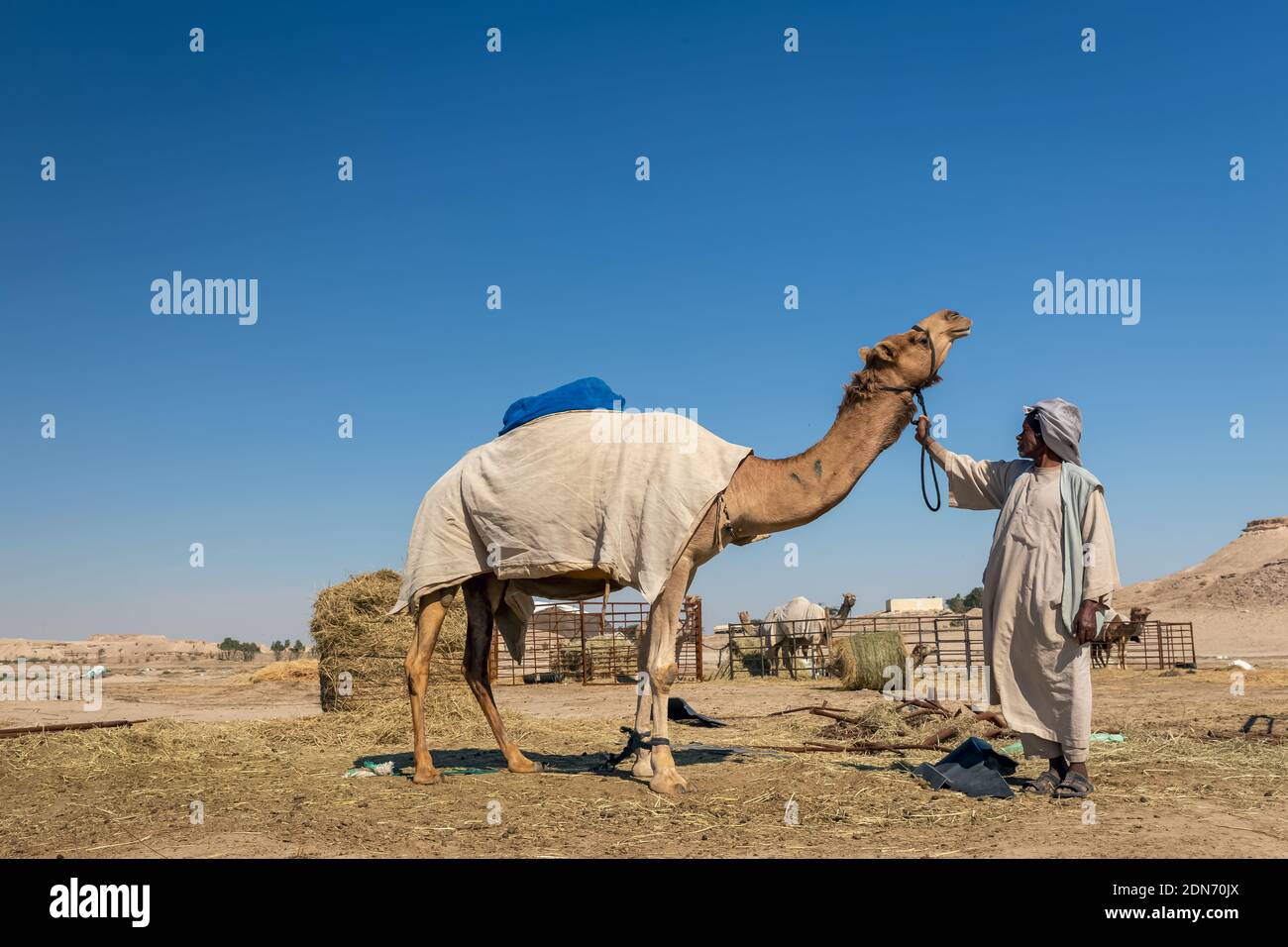 Gruppo di cammelli nel deserto di al-Sarar, ARABIA SAUDITA. Foto Stock