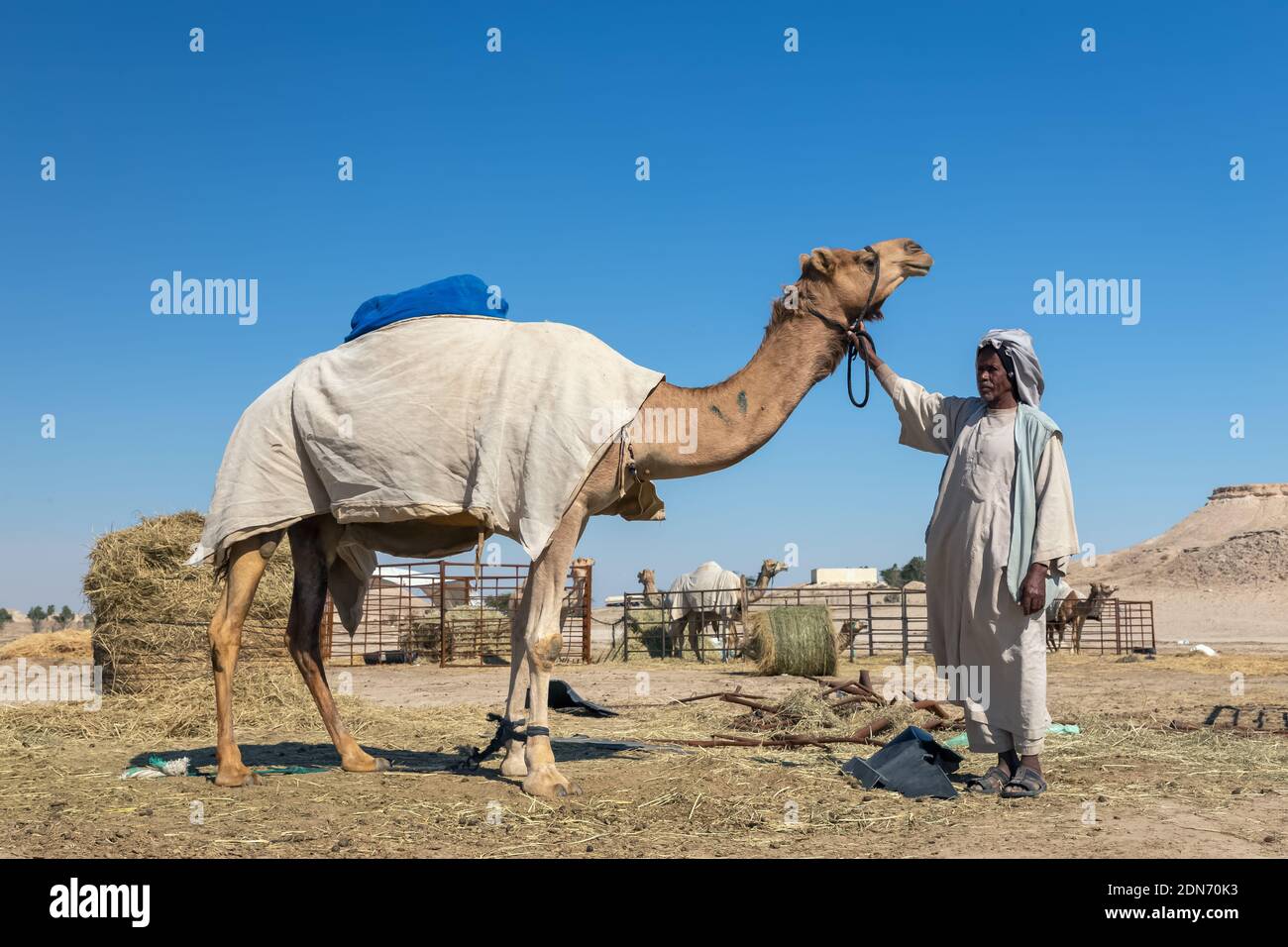 Gruppo di cammelli nel deserto di al-Sarar, ARABIA SAUDITA. Foto Stock
