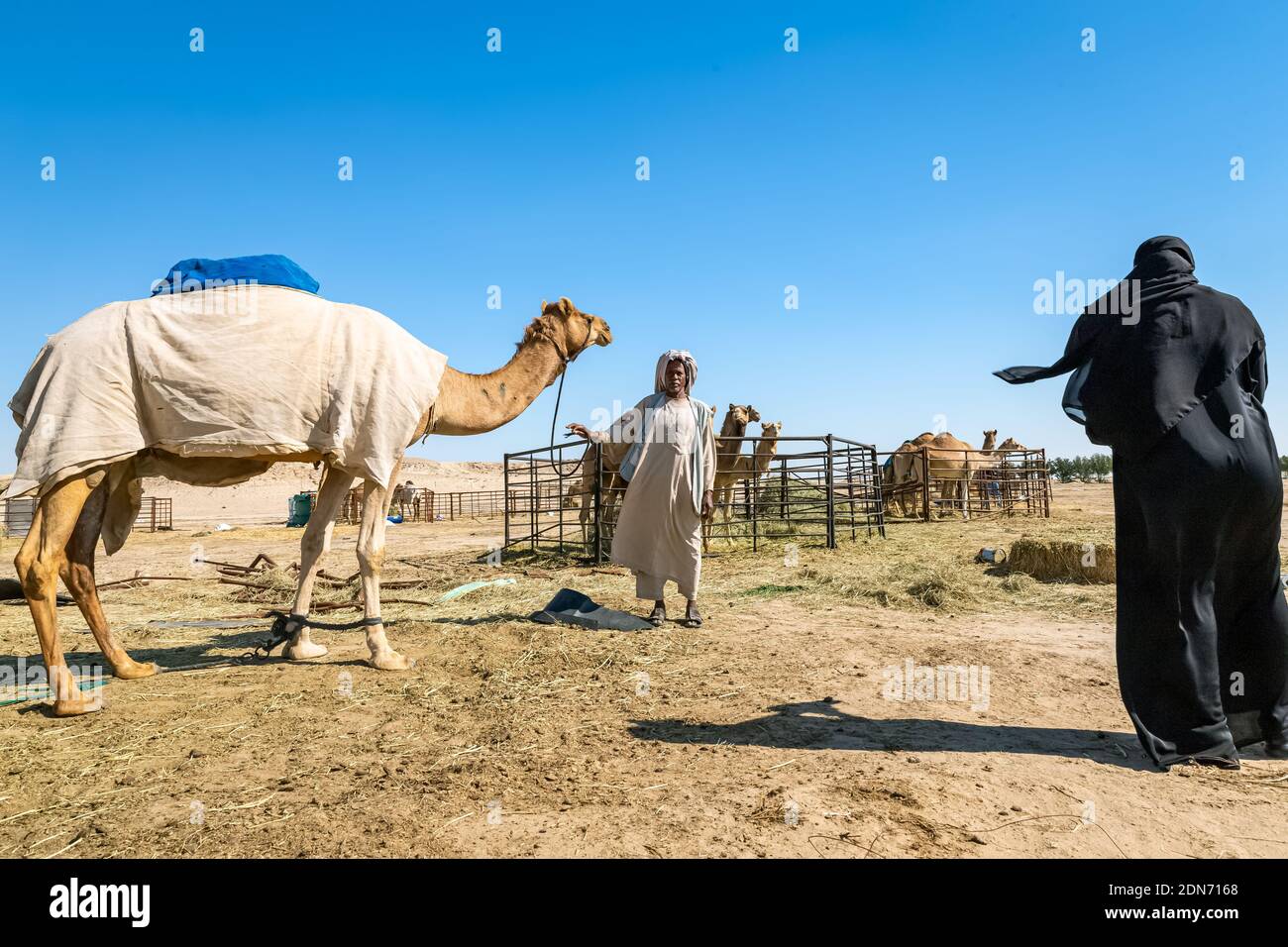 Gruppo di cammelli nel deserto di al-Sarar, ARABIA SAUDITA. Foto Stock