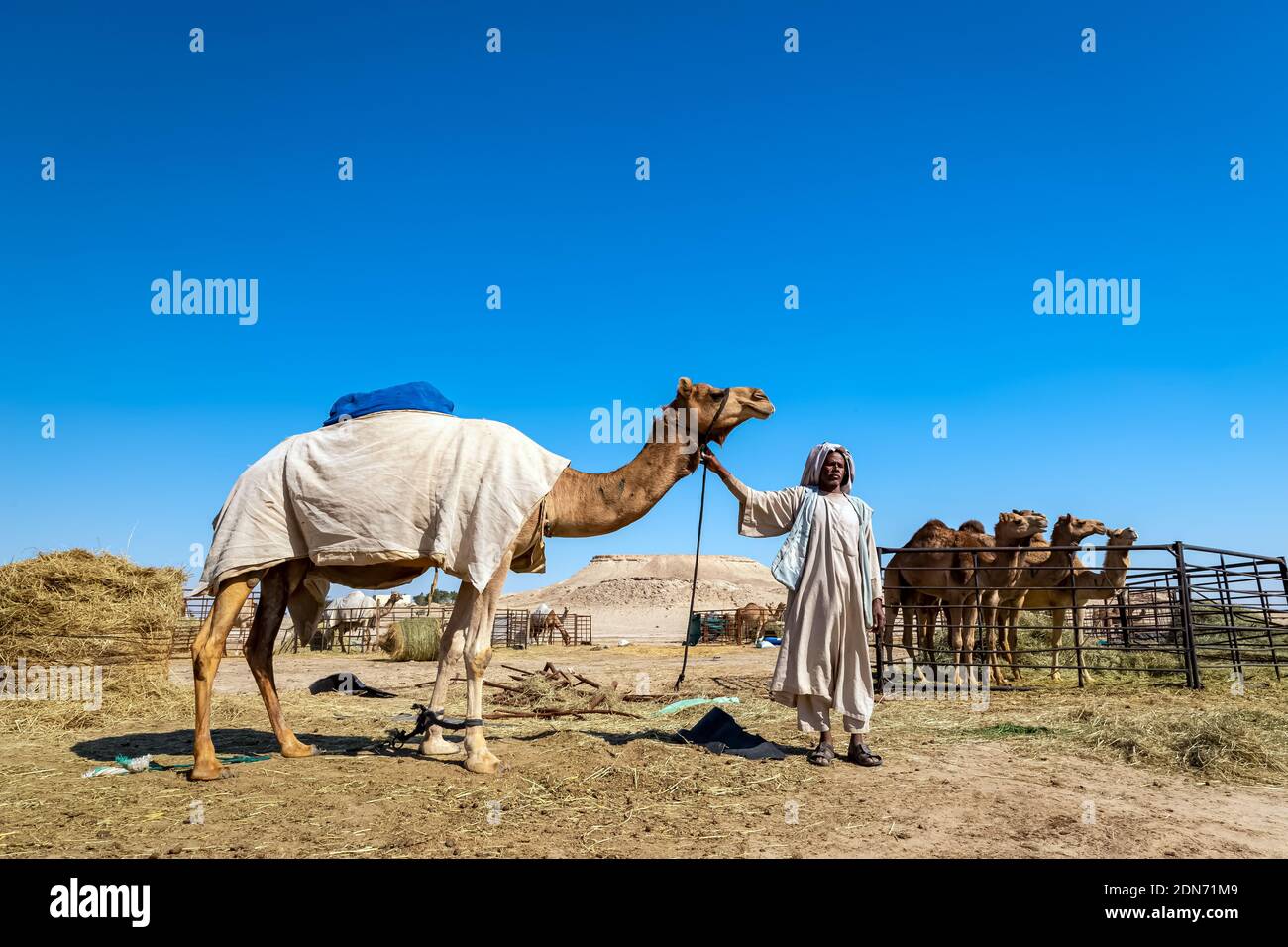 Gruppo di cammelli nel deserto di al-Sarar, ARABIA SAUDITA. Foto Stock