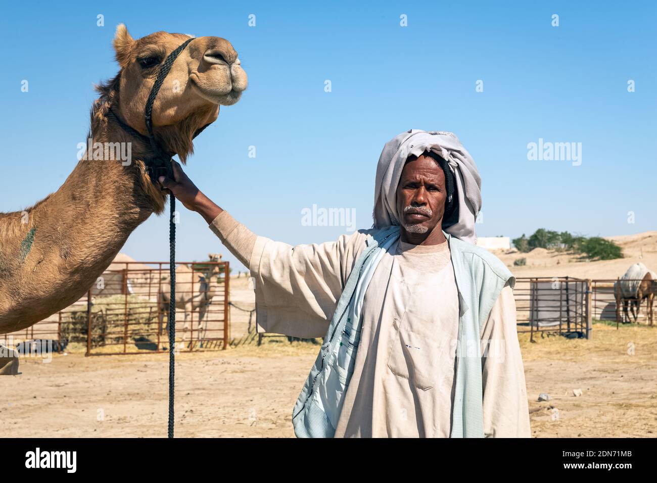 Gruppo di cammelli nel deserto di al-Sarar, ARABIA SAUDITA. Foto Stock