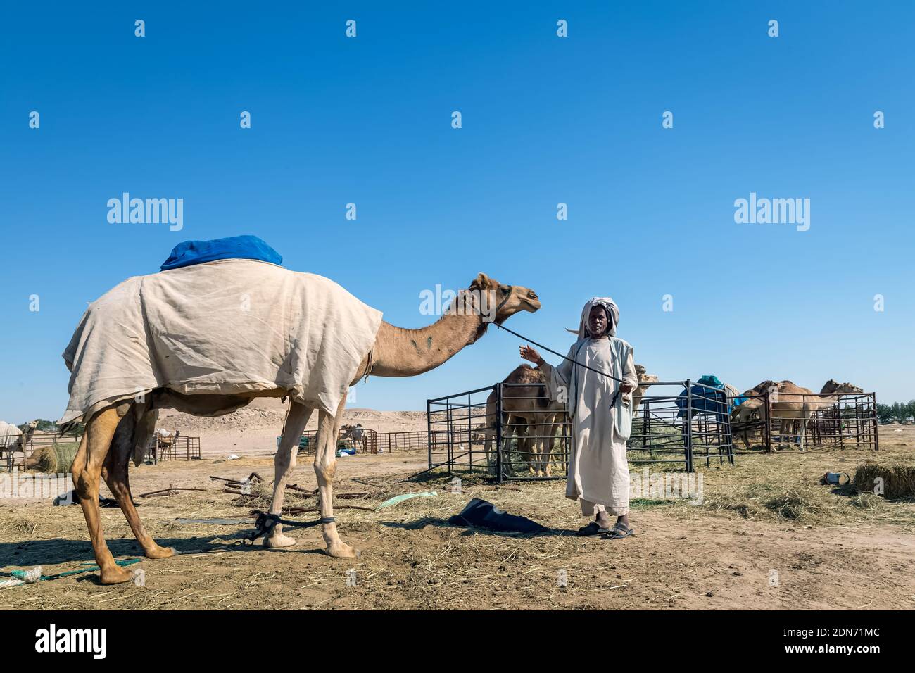 Gruppo di cammelli nel deserto di al-Sarar, ARABIA SAUDITA. Foto Stock