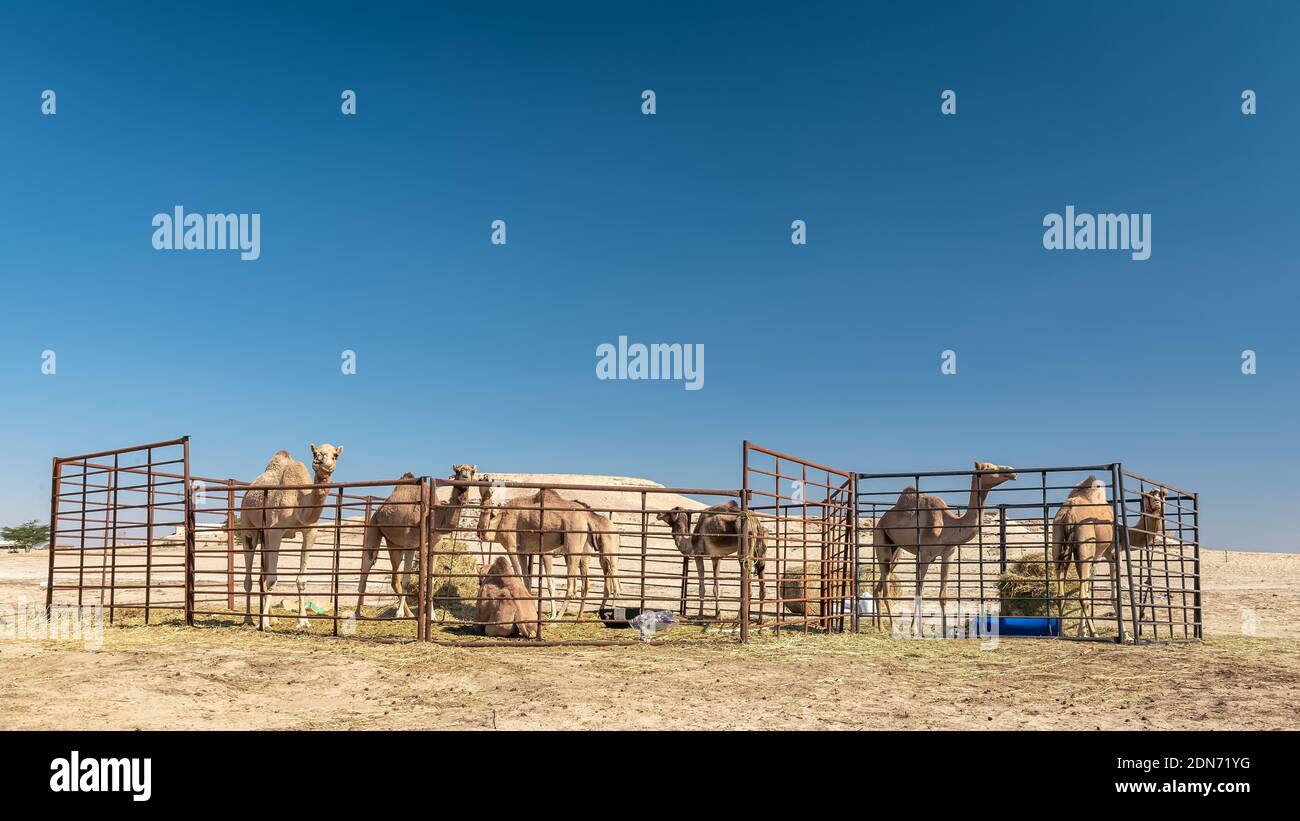 Gruppo di cammelli nel deserto di al-Sarar, ARABIA SAUDITA. Foto Stock