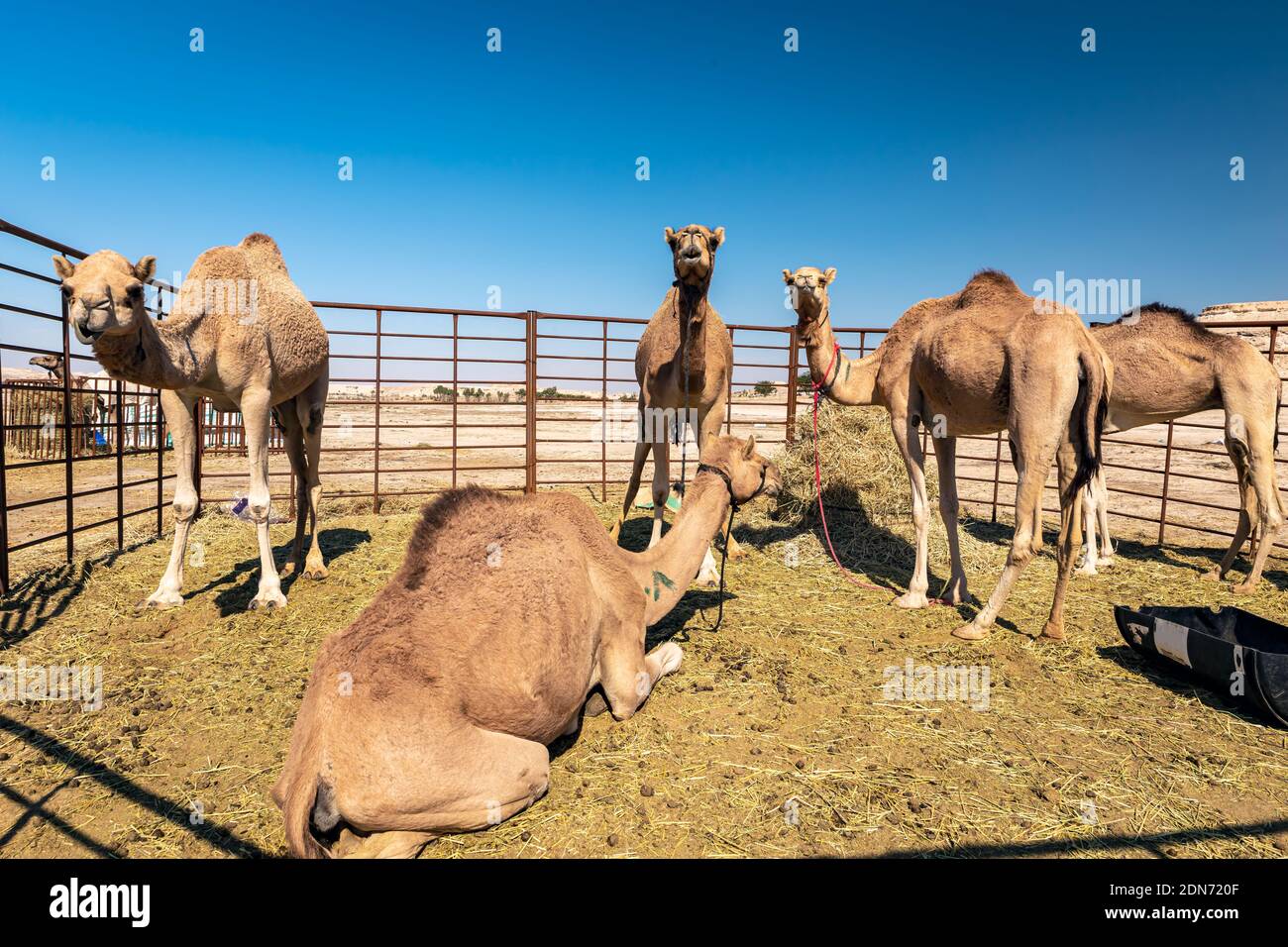 Gruppo di cammelli nel deserto di al-Sarar, ARABIA SAUDITA. Foto Stock