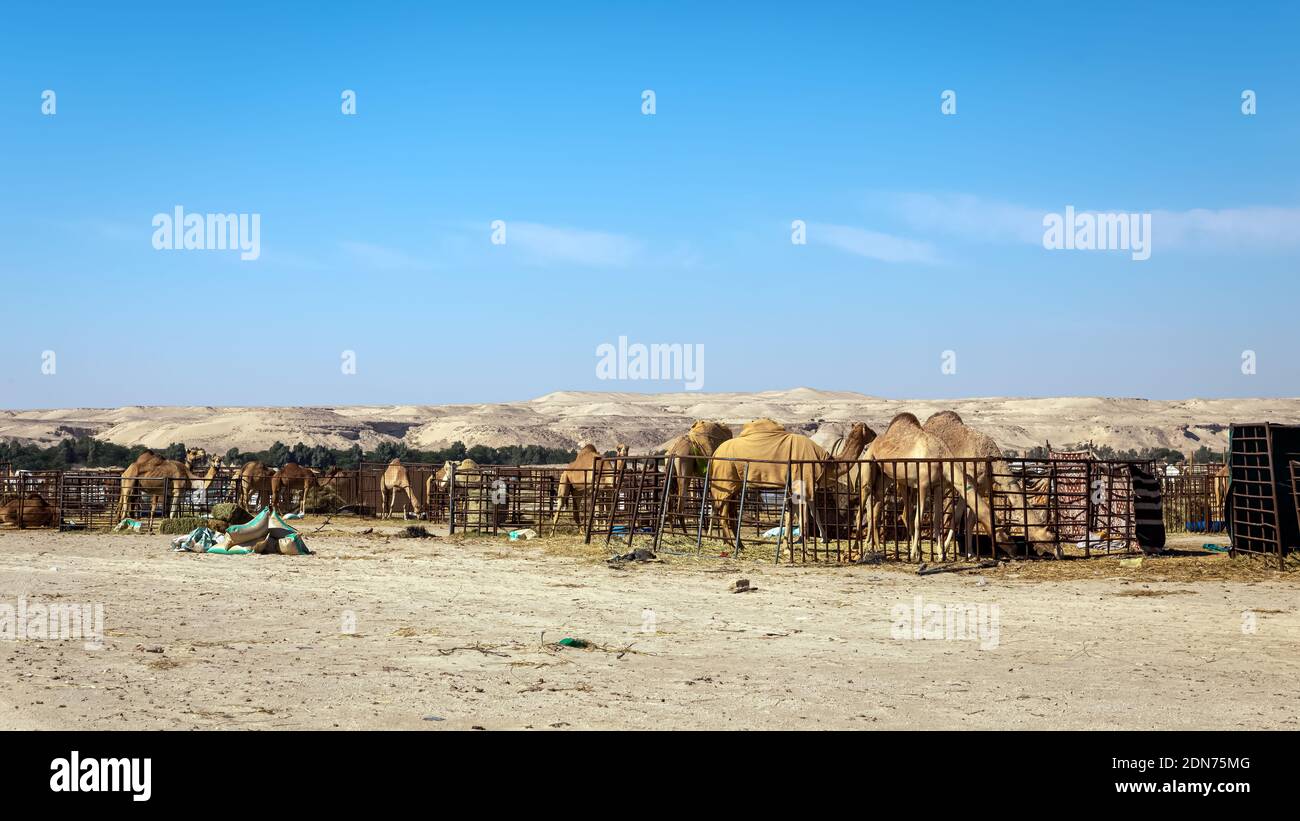 Cammello nel deserto di al-Sarar, ARABIA SAUDITA. Foto Stock