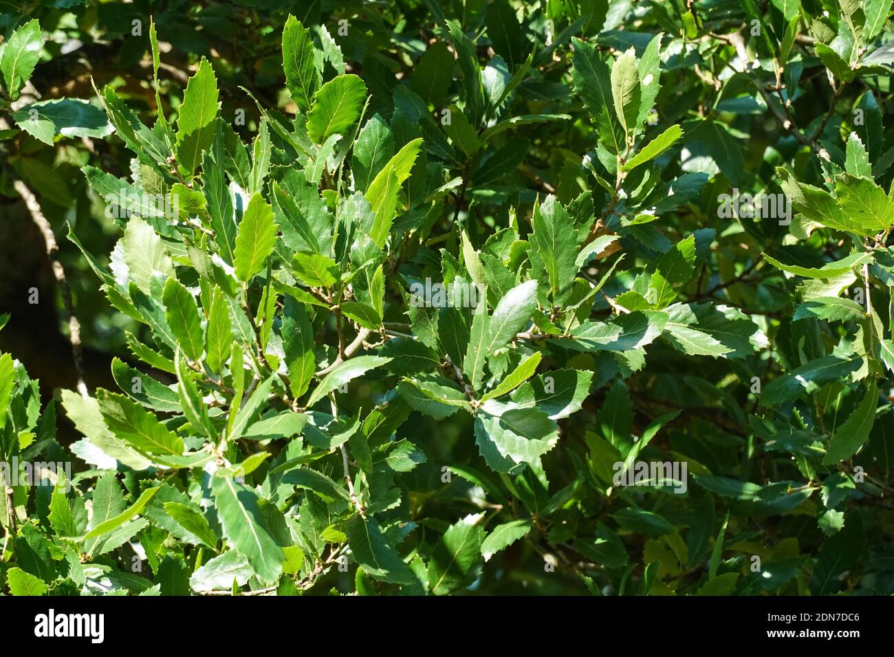 Primo piano di foglie verdi di quercia macedone, Quercus trojana Foto Stock