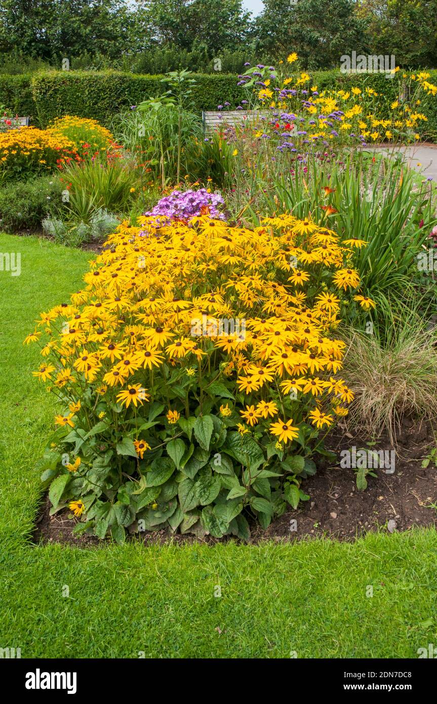 Un impianto di massa di Rudbeckia Goldsturm in un grande fondo erbaceo di fiori di confine. Un perenne fiorito giallo che è completamente duro Foto Stock