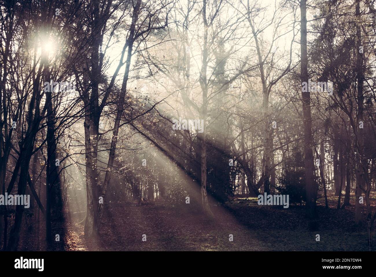 Luce del sole che passa attraverso la foresta, immagini tinte di sole dietro i sentieri di luce lasciando albero, albero a forma di V con luce solare dietro, boschi nebbie Foto Stock