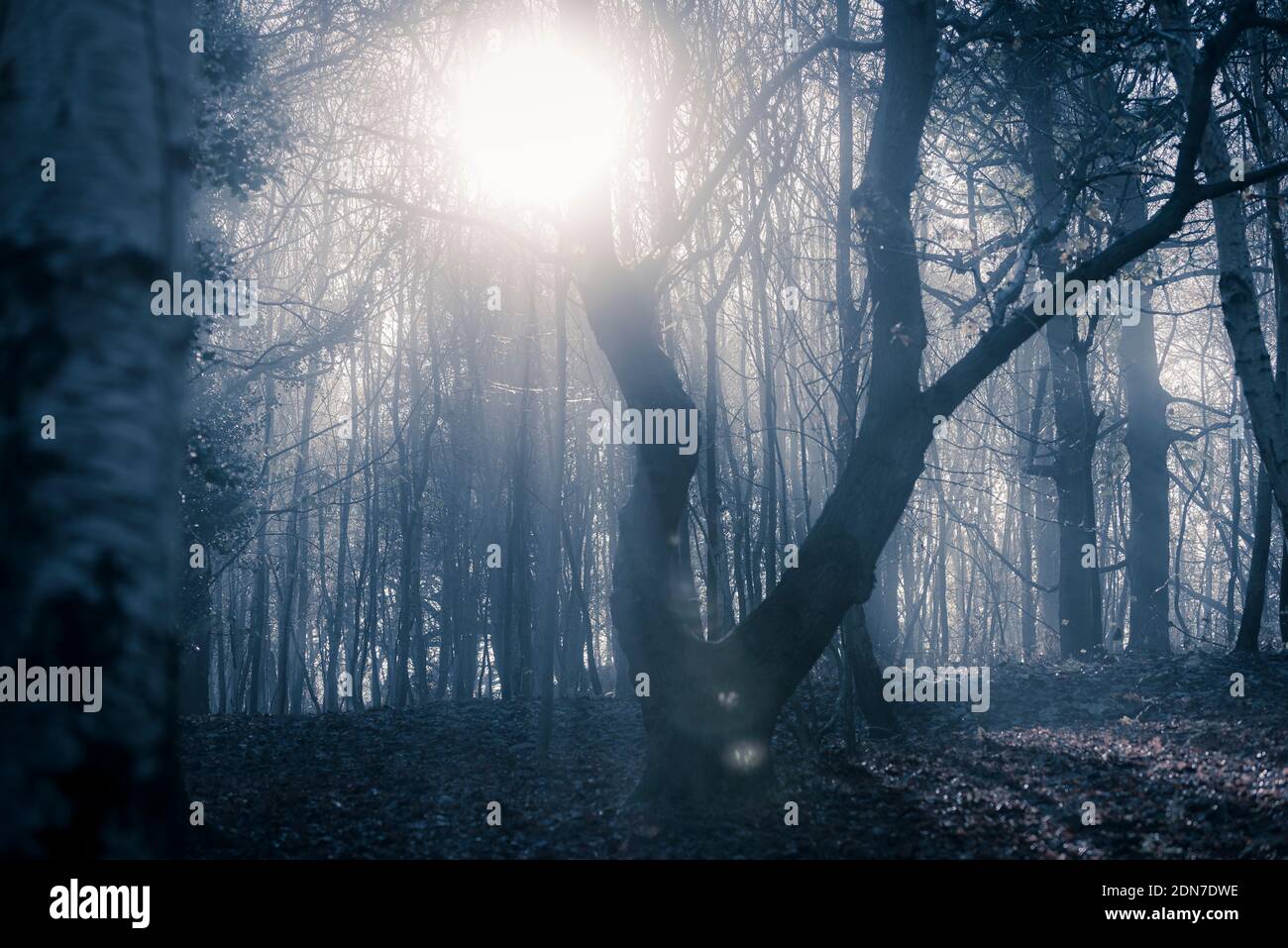 Luce del sole che passa attraverso la foresta, immagini blu tinta del sole dietro i sentieri luce lasciando albero, albero a forma di V con luce solare dietro, boschi nebbie Foto Stock