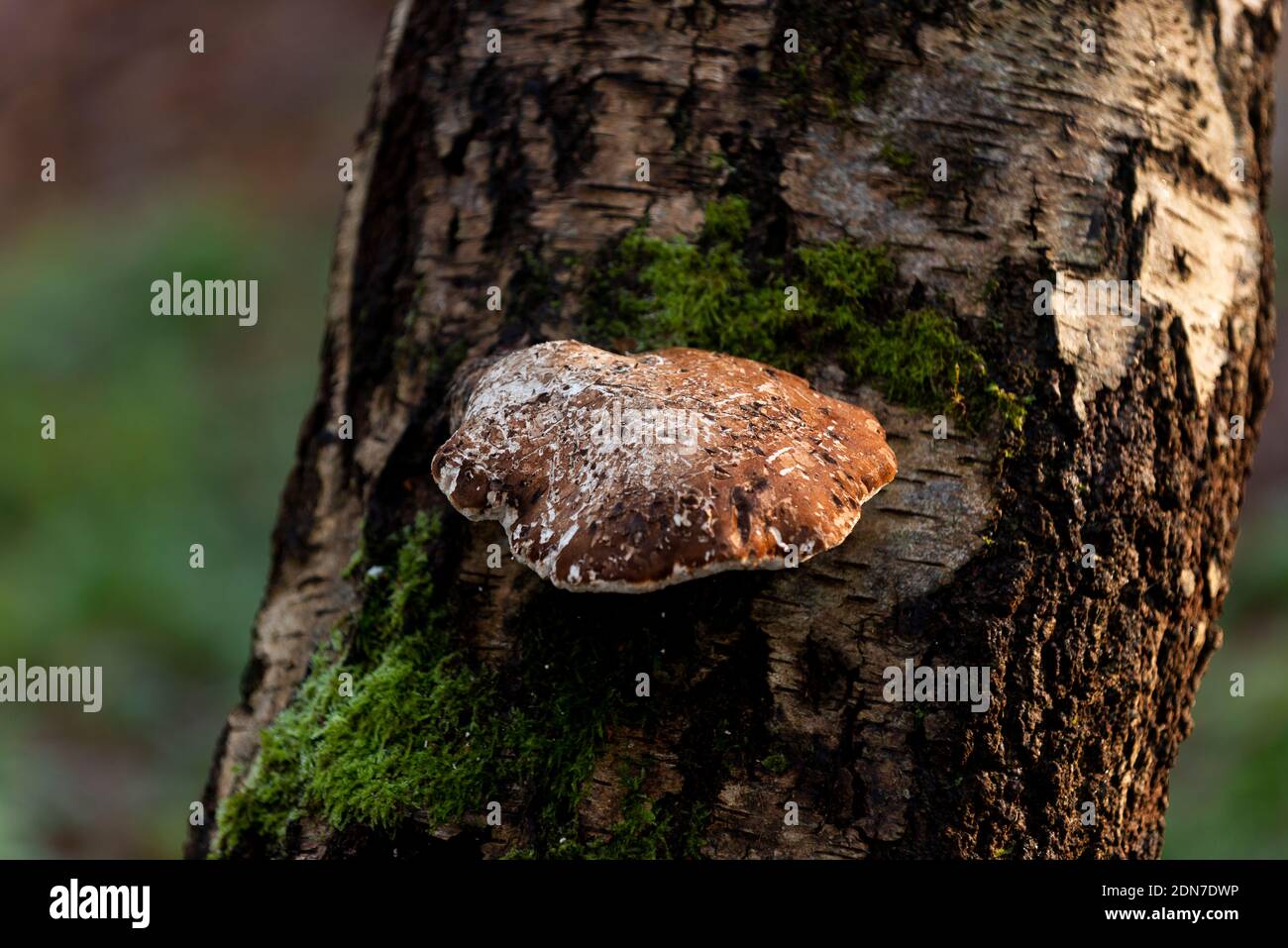 Fomitopsis betulina, betulla polipo, staffa di betulla, o strop di rasoio, fungo marrone che cresce su betulla d'argento tre Foto Stock
