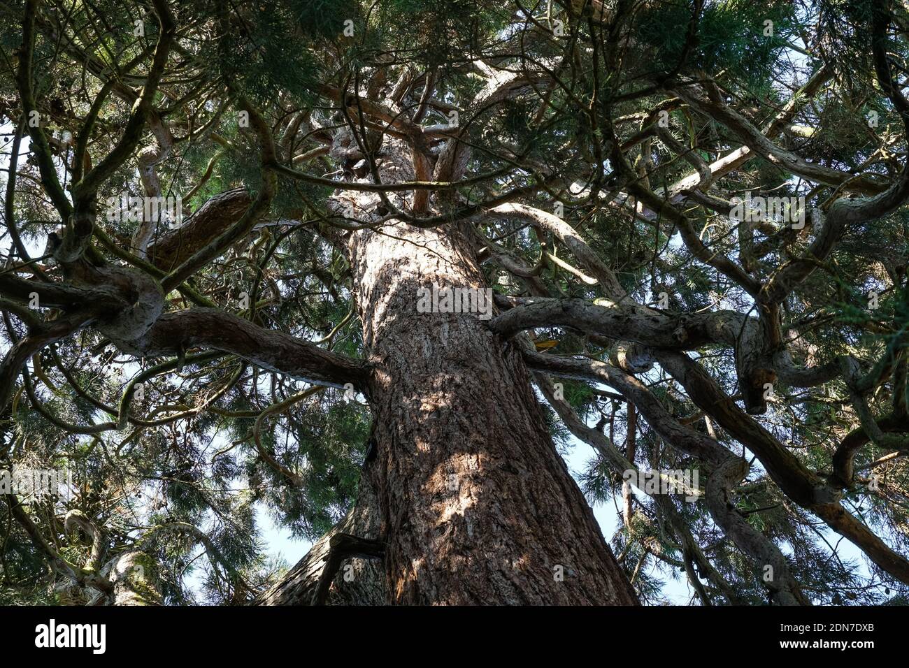 Rami Di Sequoia Gigante Immagini E Fotos Stock Alamy
