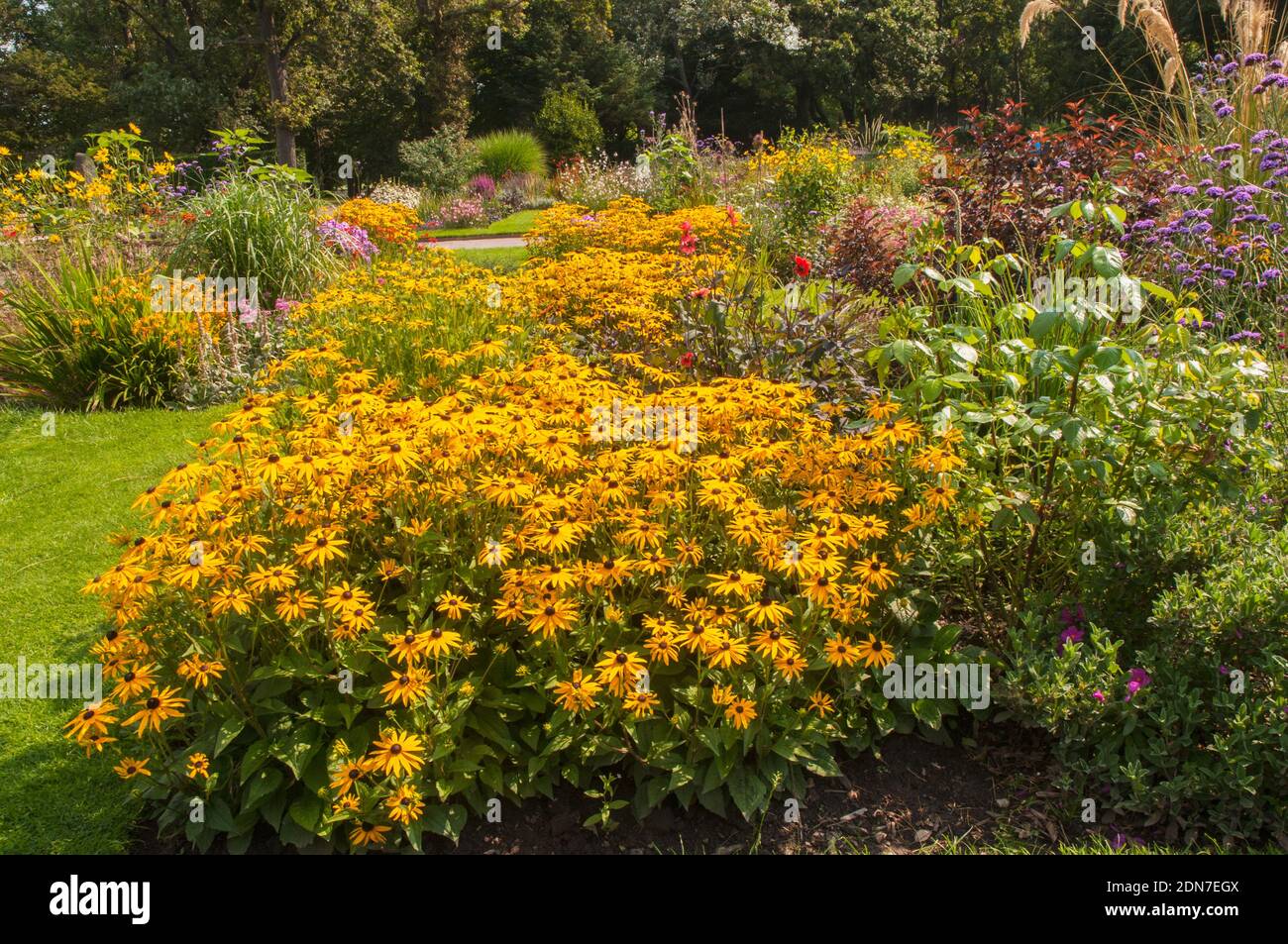 Un impianto di massa di Rudbeckia Goldsturm in un grande fondo erbaceo di fiori di confine. Un perenne fiorito giallo che è completamente duro Foto Stock