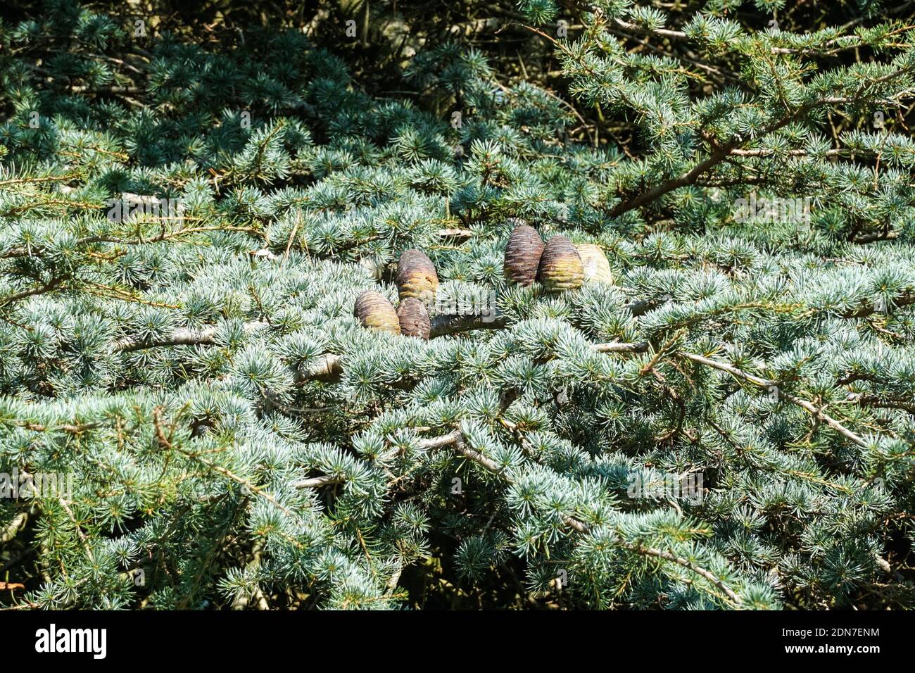 Il cedro del deodar, cedro deodara, ramo con coni Foto Stock