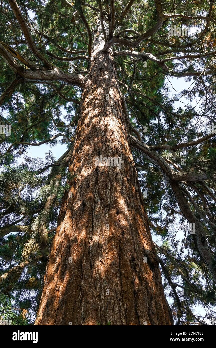 Sequoia gigante, Sierra redwood, Sequoiadendron giganteum Foto Stock