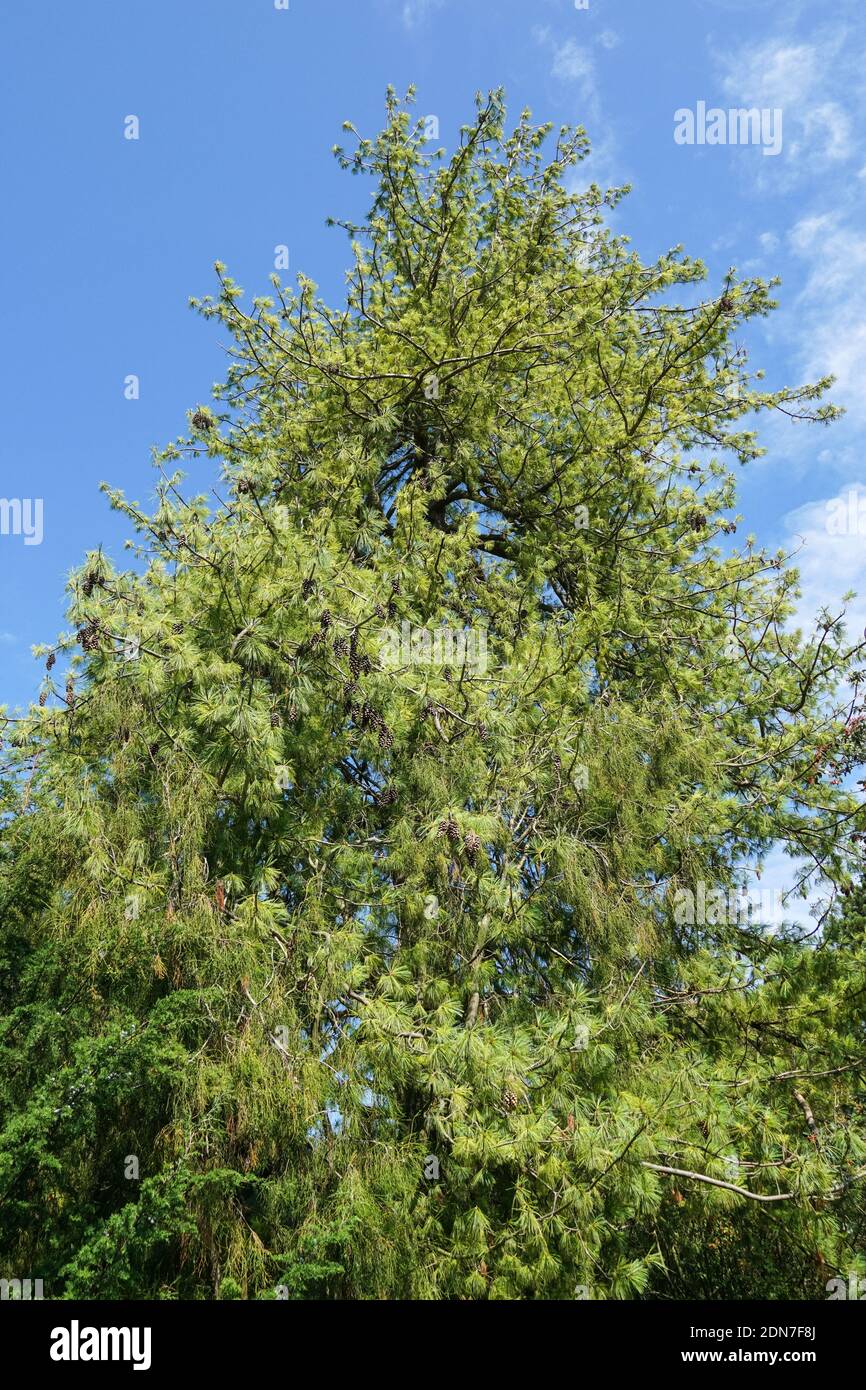 Pino himalayano, Pinus wallichiana, albero sempreverde di conifere Foto Stock