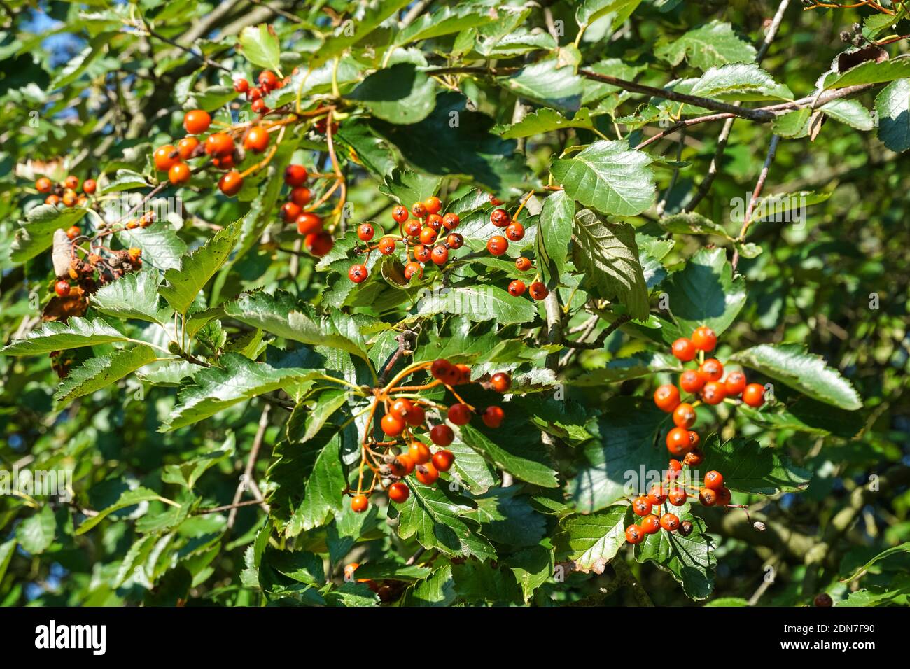 Frutti rossi maturi di whitewbeam svedese, Sorbus intermedia Foto Stock