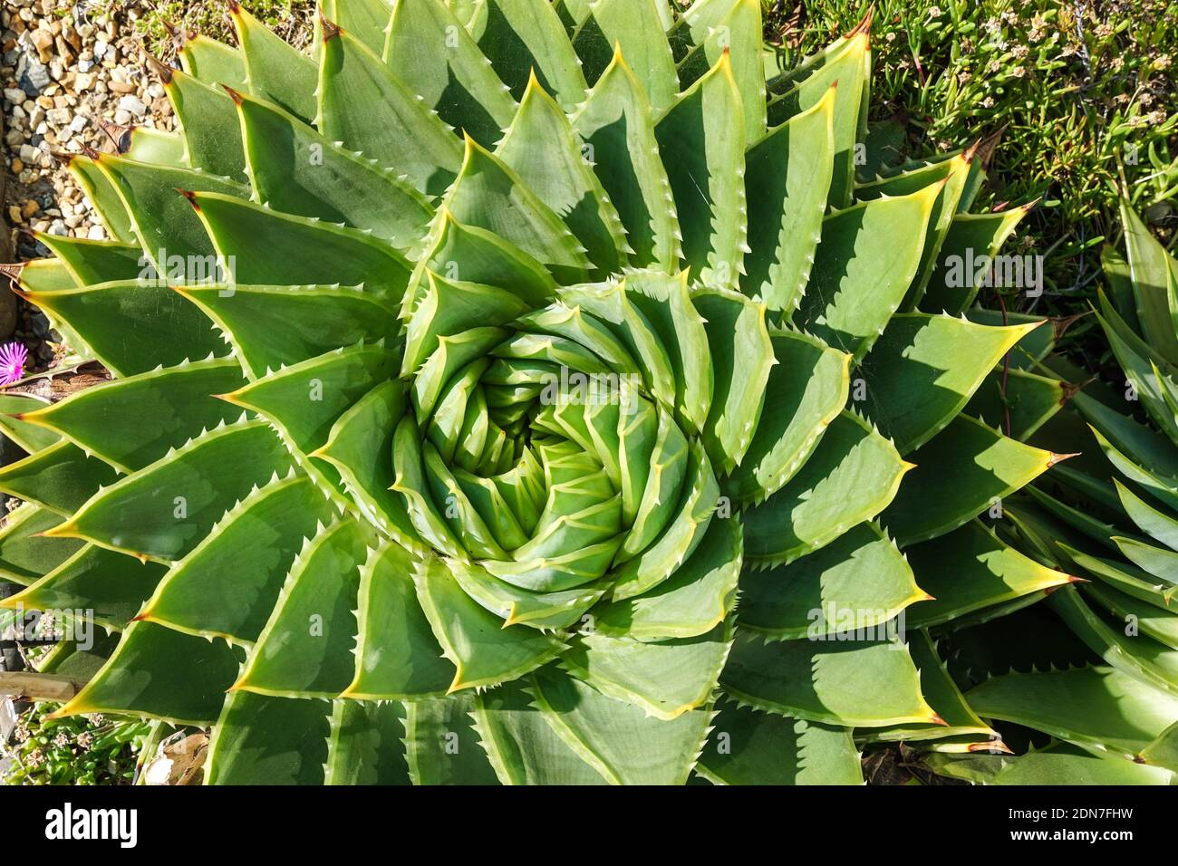 La spirale aloe Aloe polyphylla pianta sempreverde succulente Foto Stock