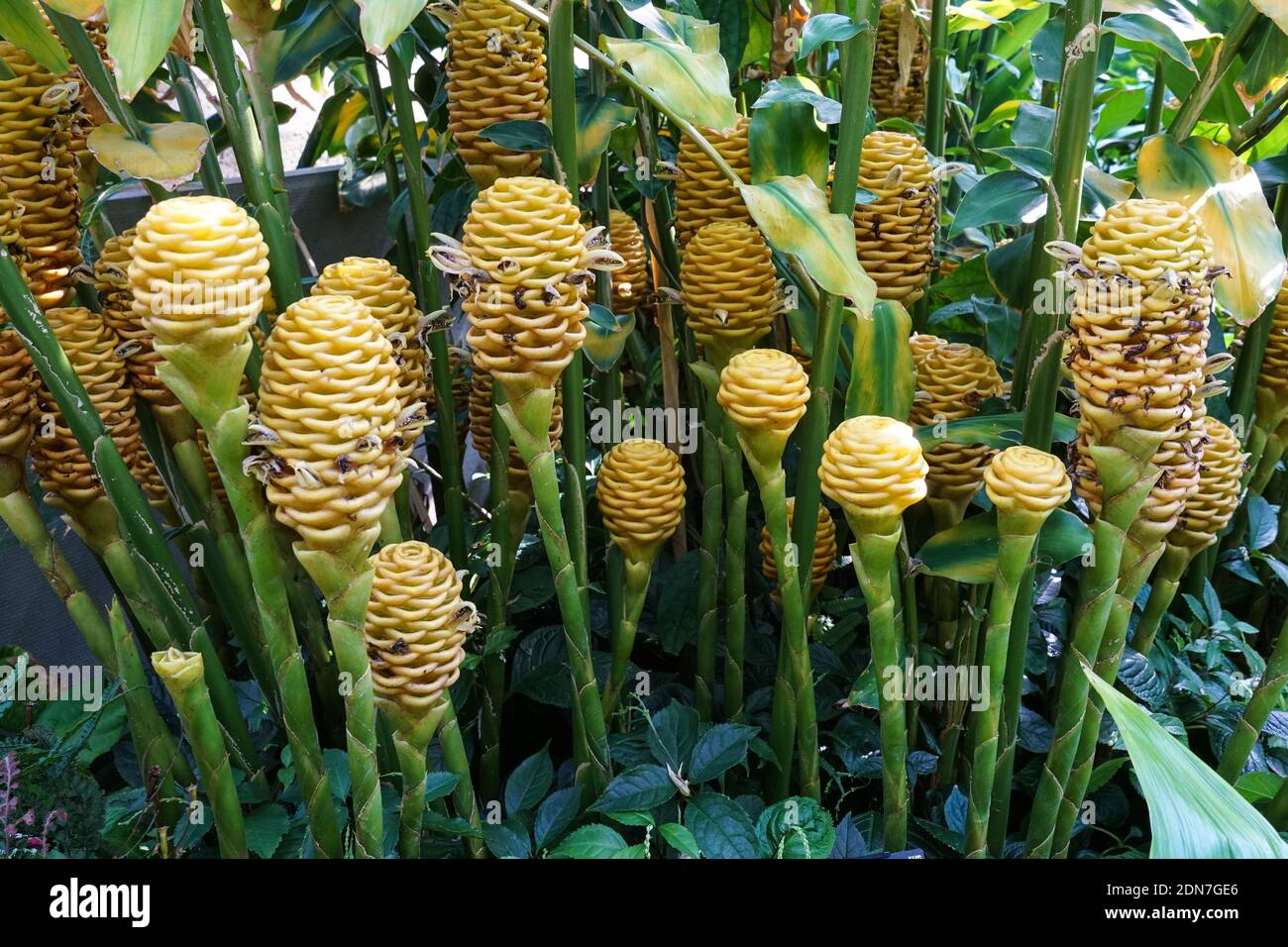 Fiori di zenzero di Beehive, Zingiber spectabile, vera pianta di zenzero Foto Stock