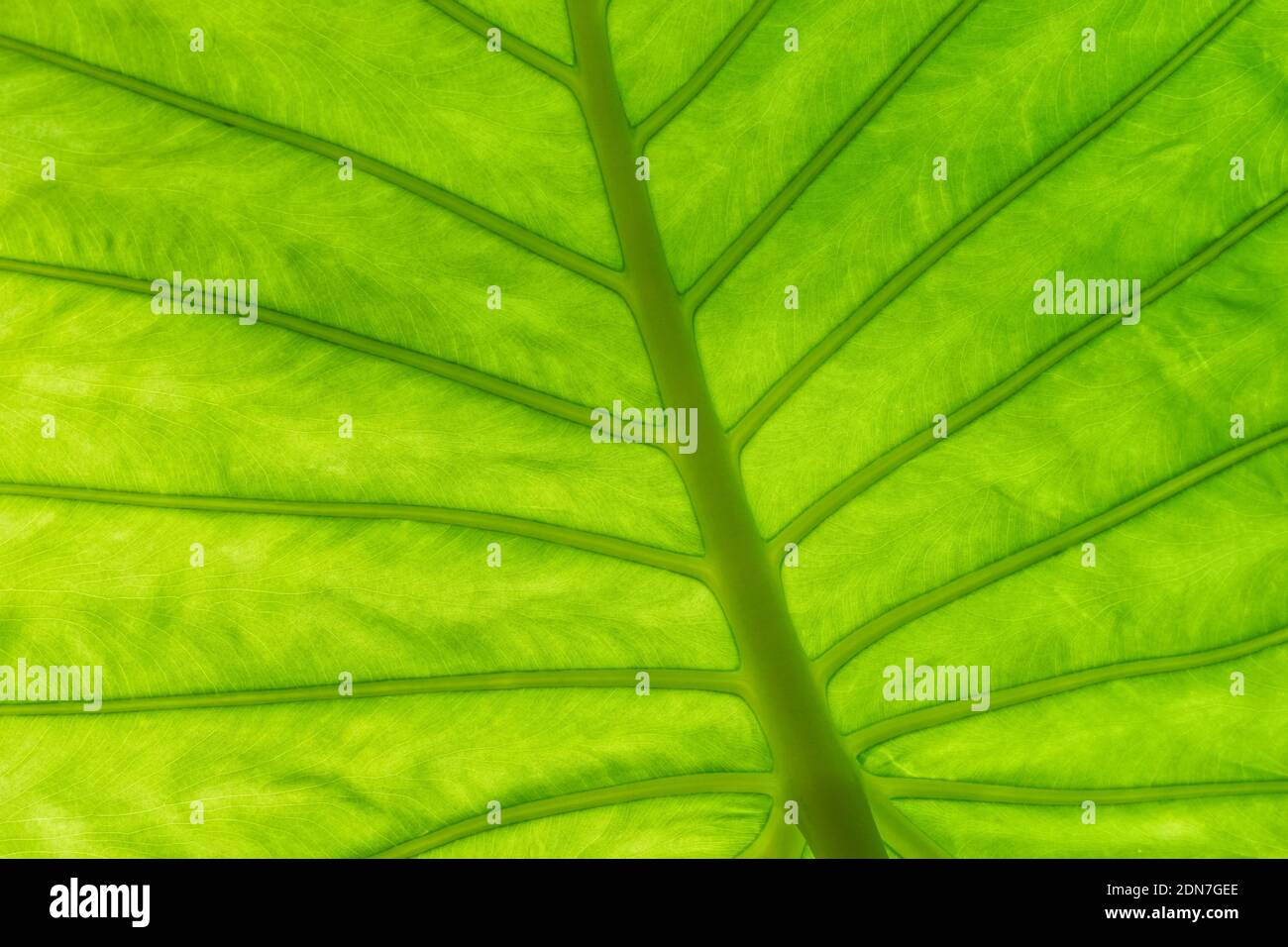 Indietro foglia verde illuminata, primo piano texture sfondo Foto Stock