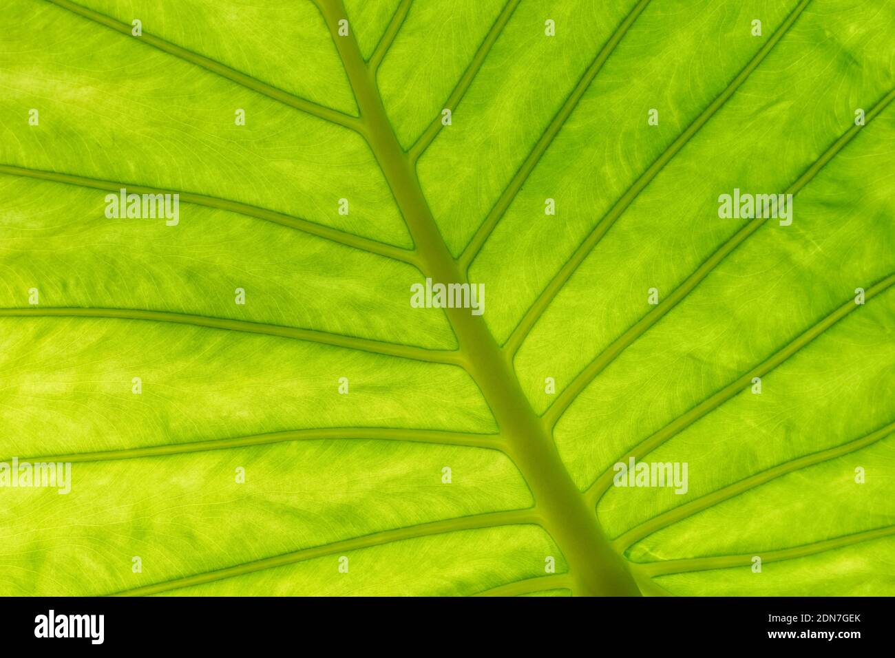 Indietro foglia verde illuminata, primo piano texture sfondo Foto Stock