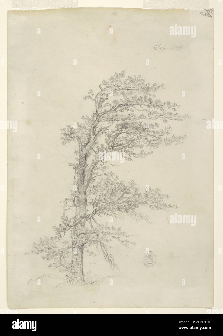 A Pitch Pine, Frederic Edwin Church, American, 1826–1900, Black Crayon su carta, recto: Vista verticale di un sempreverde in un paese spazzato dalla tempesta., verso: Vista orizzontale di un cane seduto mostrato girato verso sinistra e felci, su un boulder delineato., USA, Settembre 1844, studi sulla natura, disegno Foto Stock