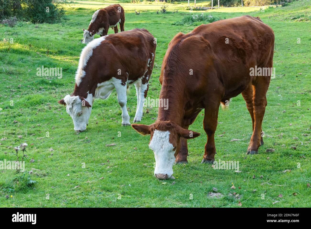Hereford mucche pascolano su un pascolo a Cambridge Cambridgeshire Inghilterra Regno Unito Foto Stock