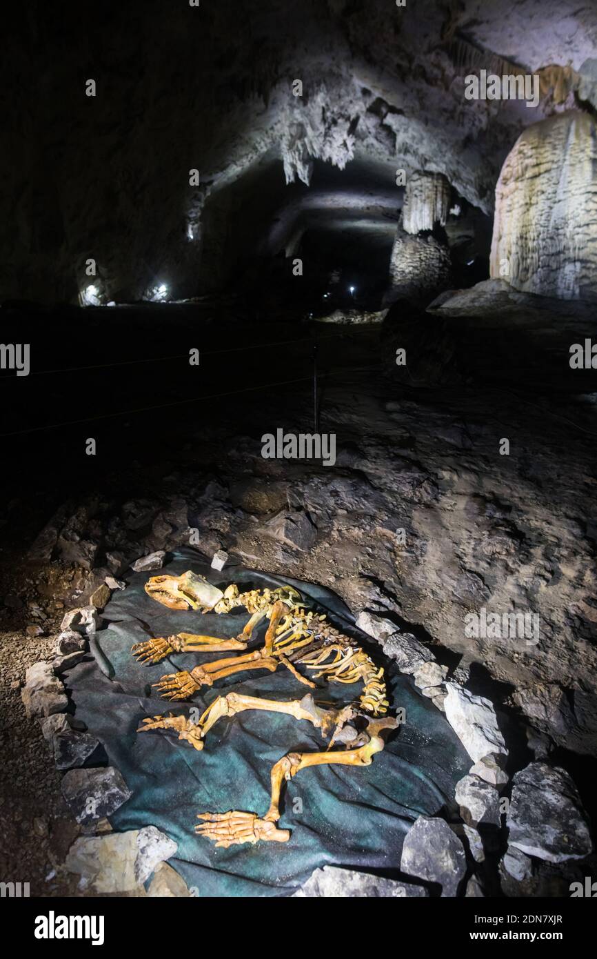 Ricostruzione di uno scheletro di orso caverna, in una grotta in Romania. Foto Stock