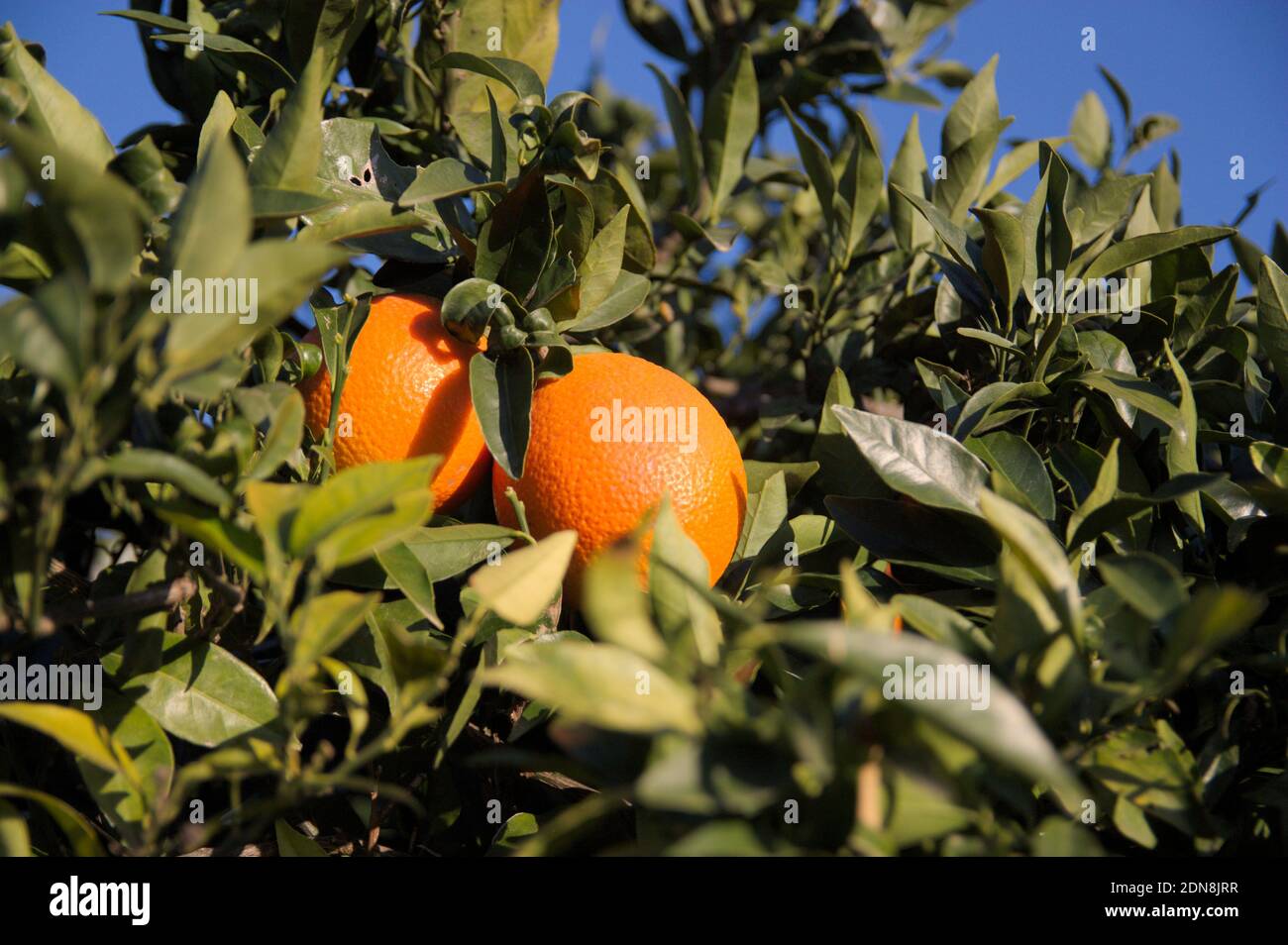 Close-up of the branches of an orange tree from which some oranges that are ripening in the sun hang Foto Stock