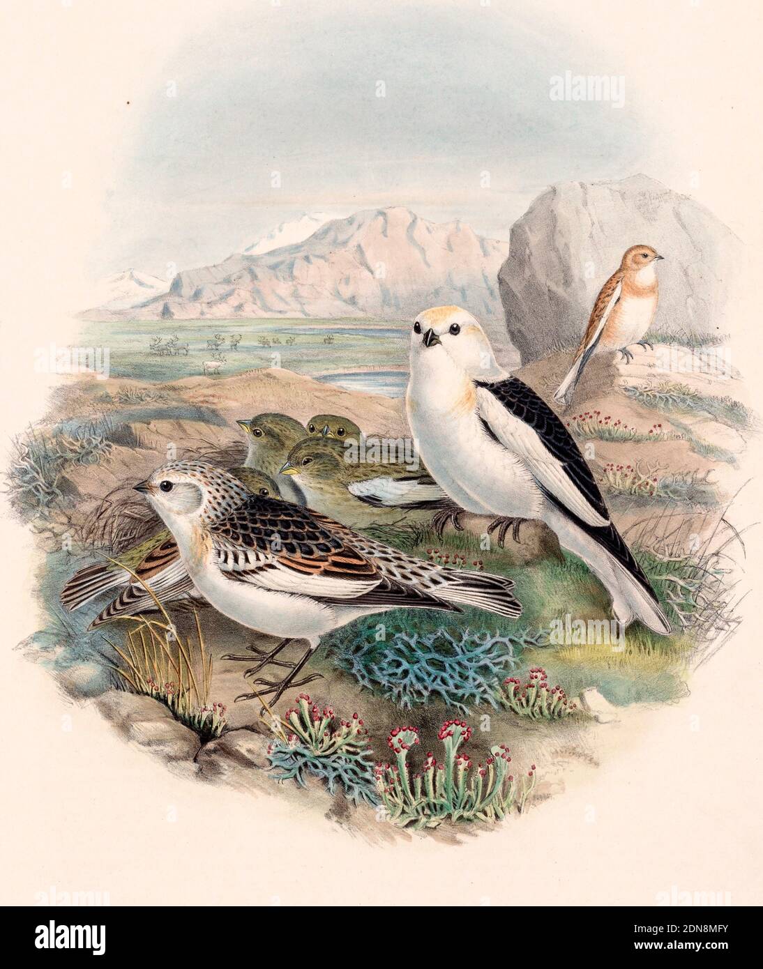 Gli uccelli della Gran Bretagna: Plestrophanes nivalis di John Gould (inglese, 1804-1881) Foto Stock