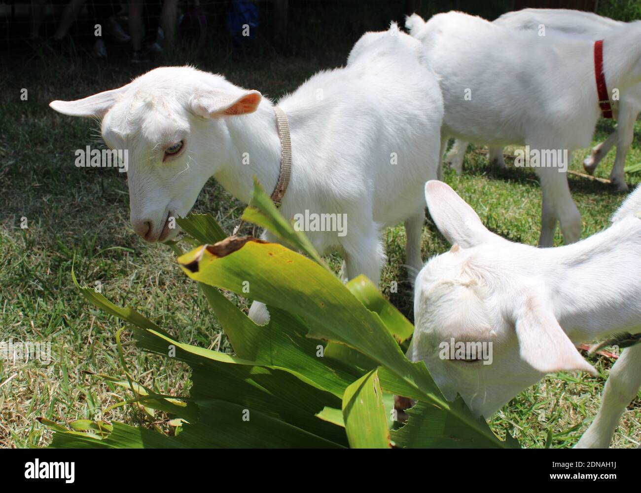 Isola Norfolk. Allevamento di capra vivente sostenibile. Capra capretti su una fattoria di capra casearia di Saanen. Foto Stock