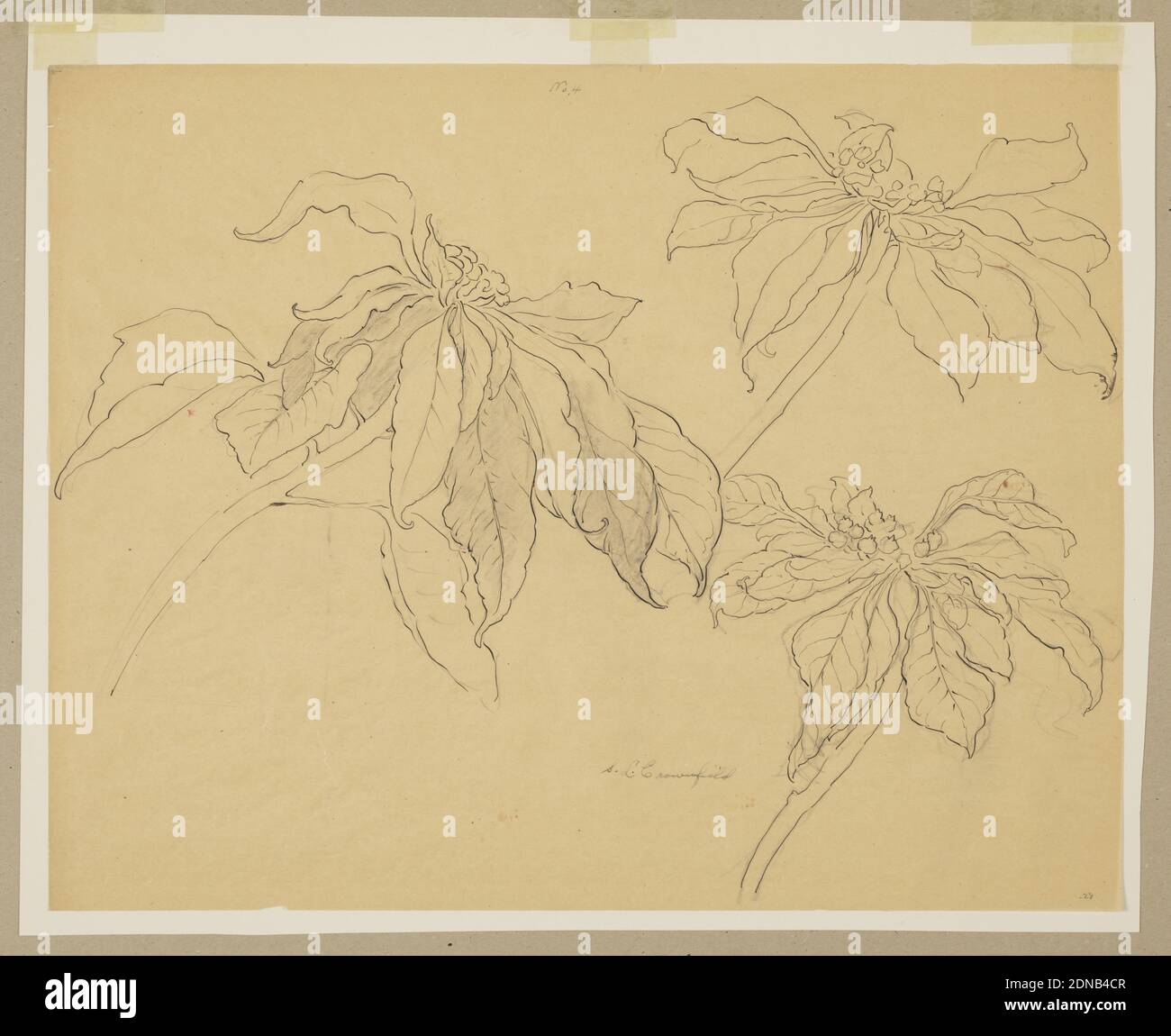 Studio di poinsettias, Sophia L. Crownfield, (americano, 1862–1929), grafite, penna e inchiostro su carta da ricalco, foglio orizzontale con tre studi di poinsettias., USA, inizio 20 ° secolo, studi sulla natura, disegno Foto Stock