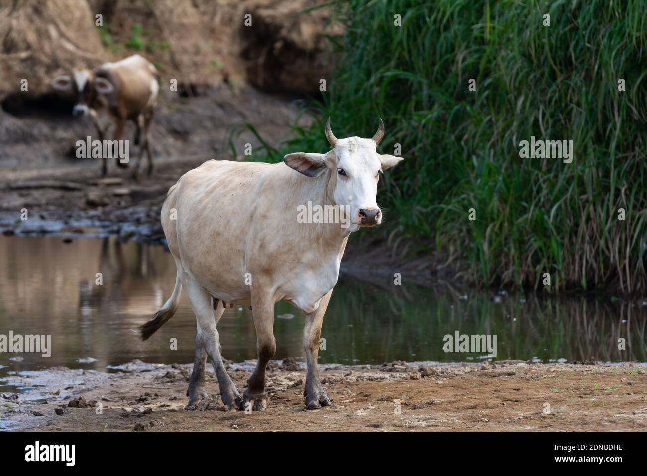 Una piccola mandria di bestiame è stata trovata vagando lungo il fiume nella giungla in Costa Rica. Foto Stock