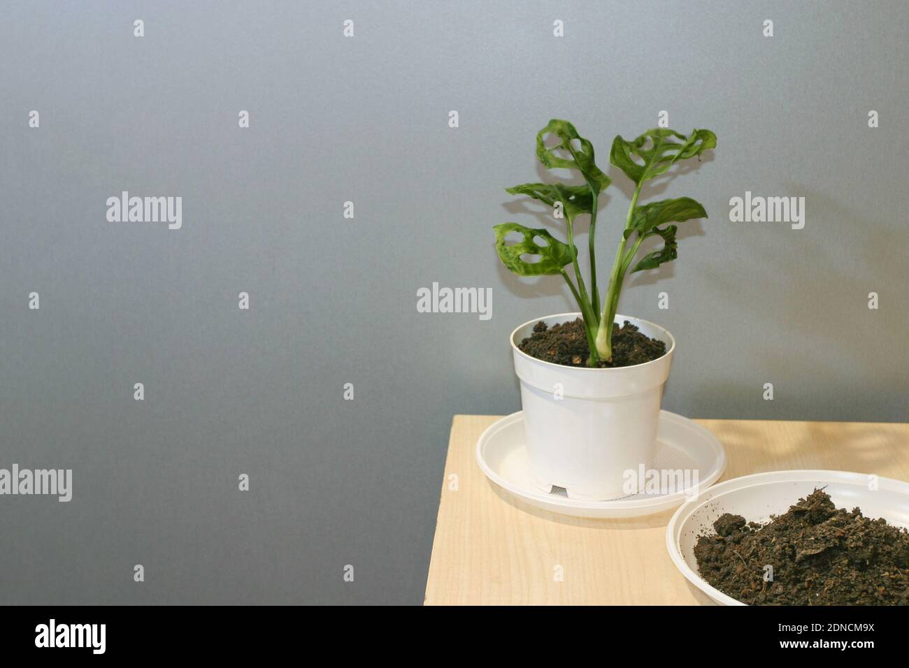Monstera Adansonii pianta casa in vaso Foto Stock