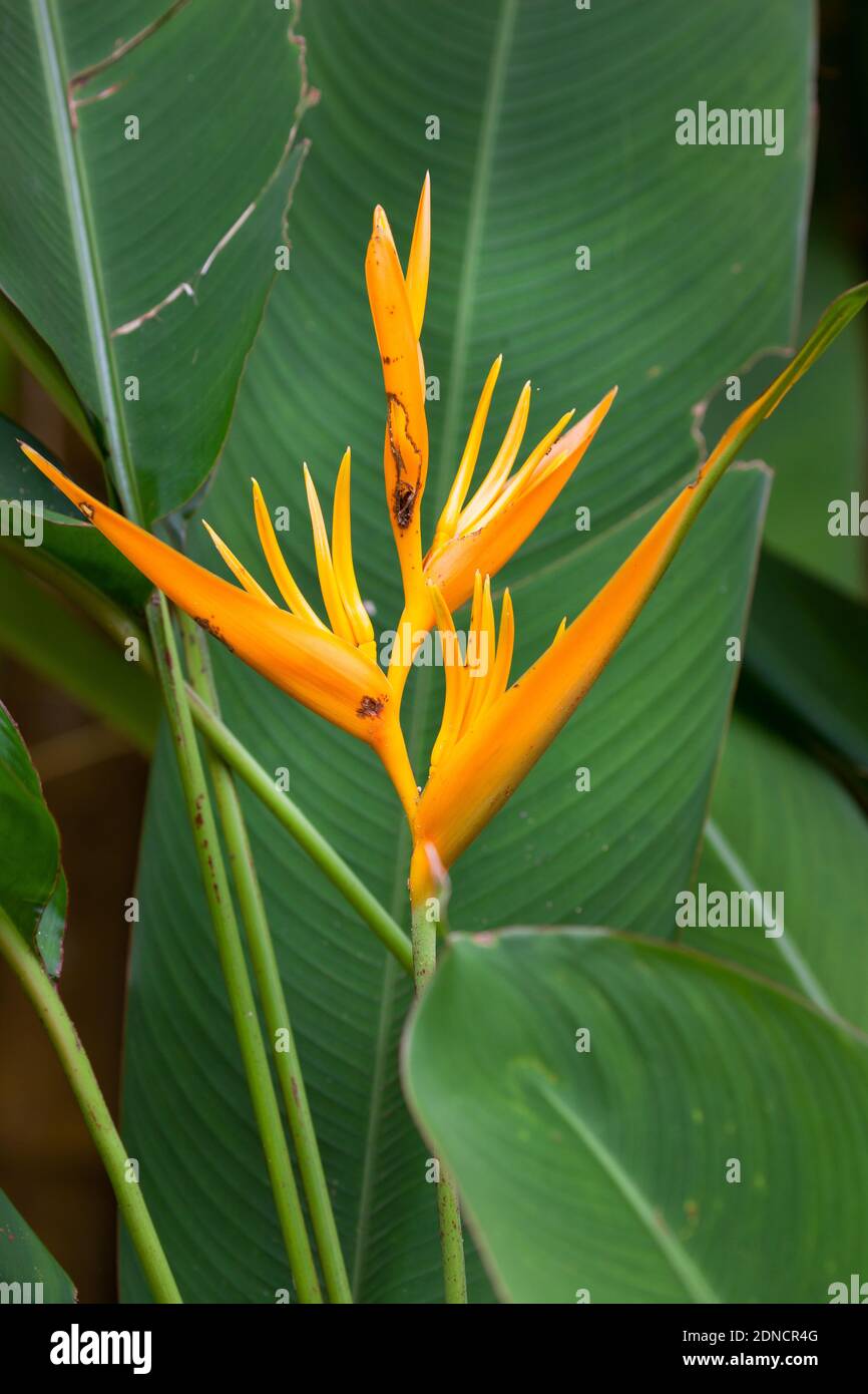 Uccello dei fiori Paradiso (Strelitzia reginae). Dicembre 2020. Baia di mucca. Queensland. Australia. Foto Stock