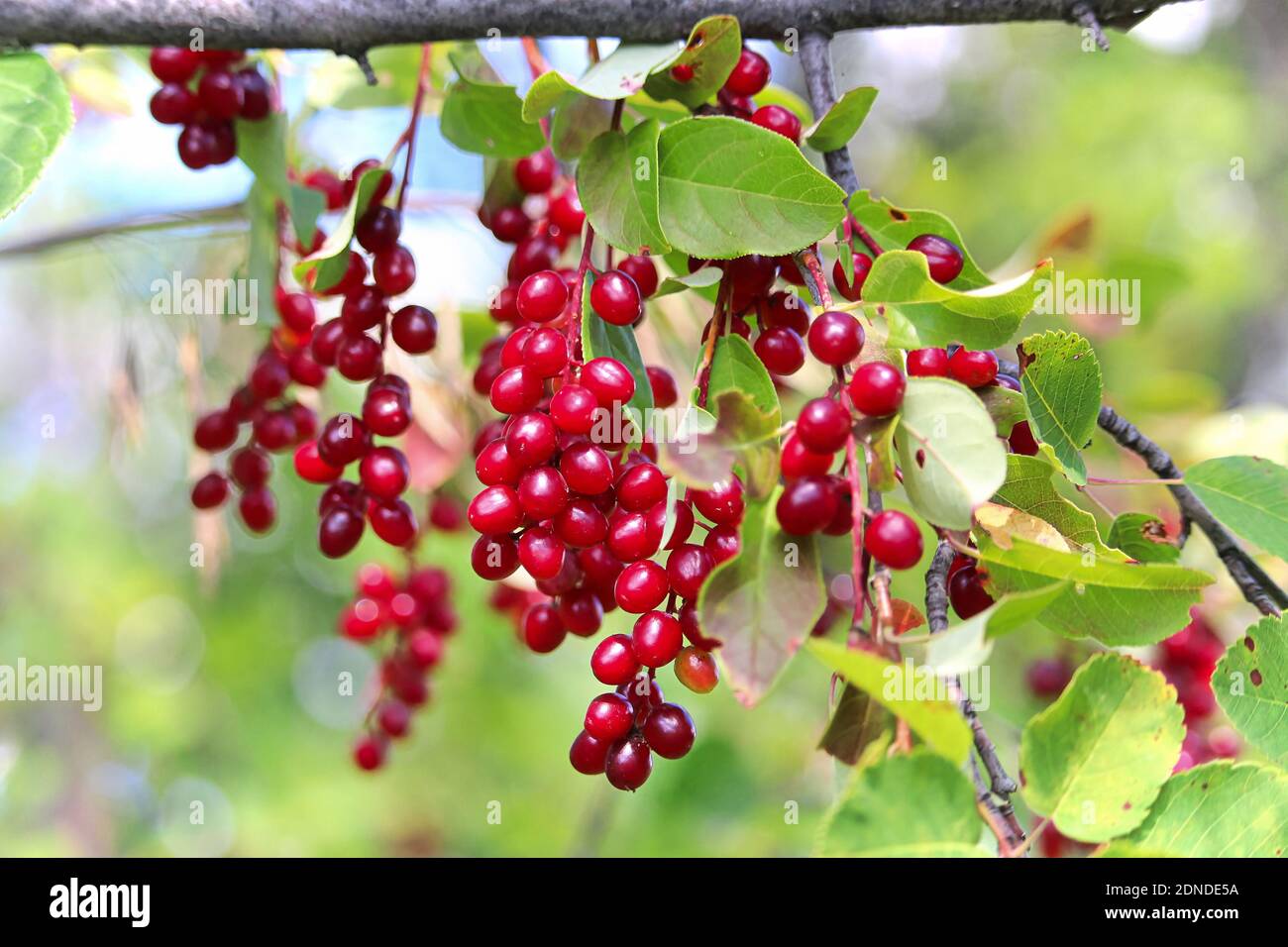 Chokecherries rosso selvatico maturo appesi su un ramo Foto Stock