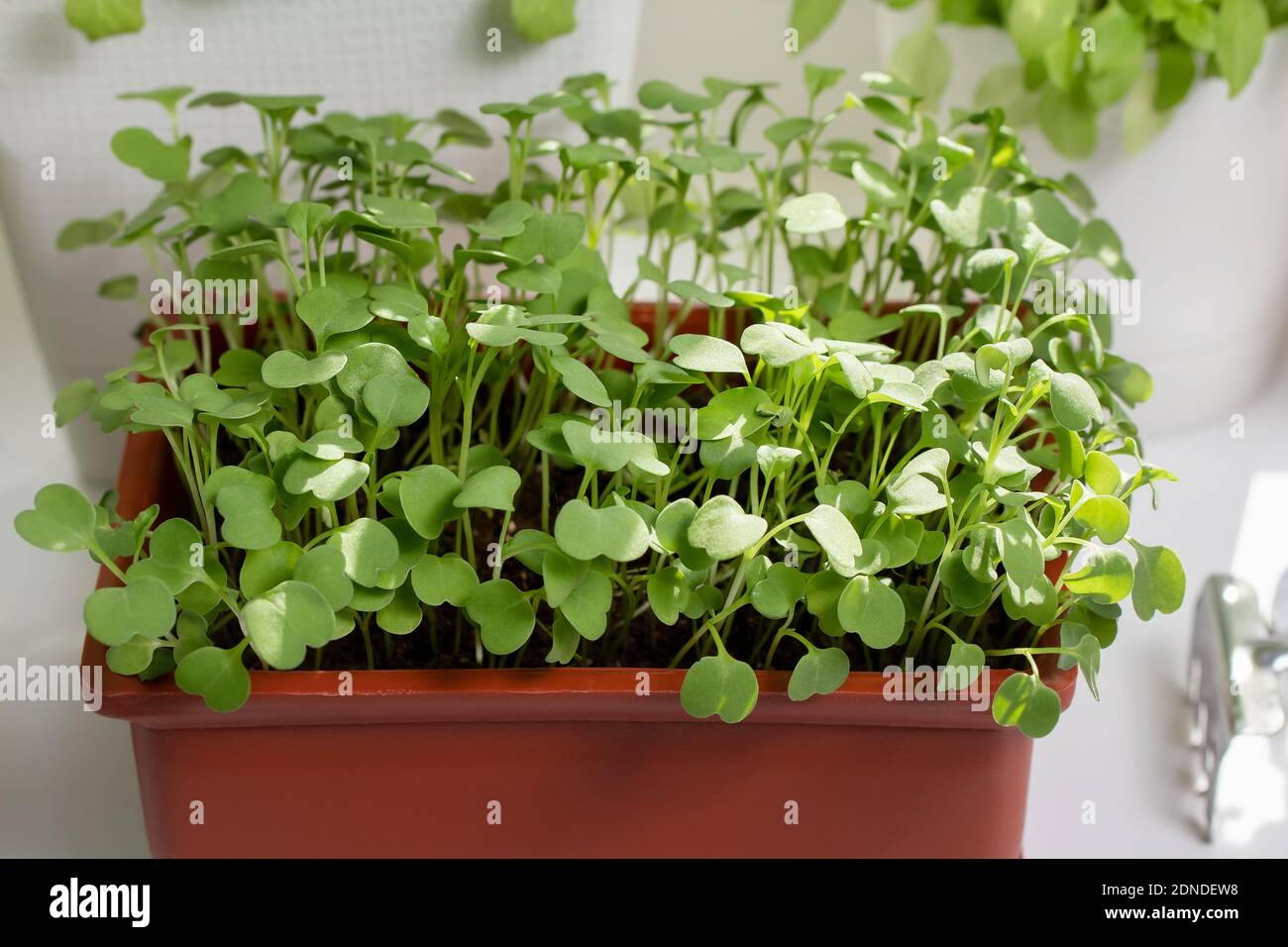 Rucola crescere in pentole sul davanzale. Coltivare verdi sani della vitamina a casa. Foto Stock