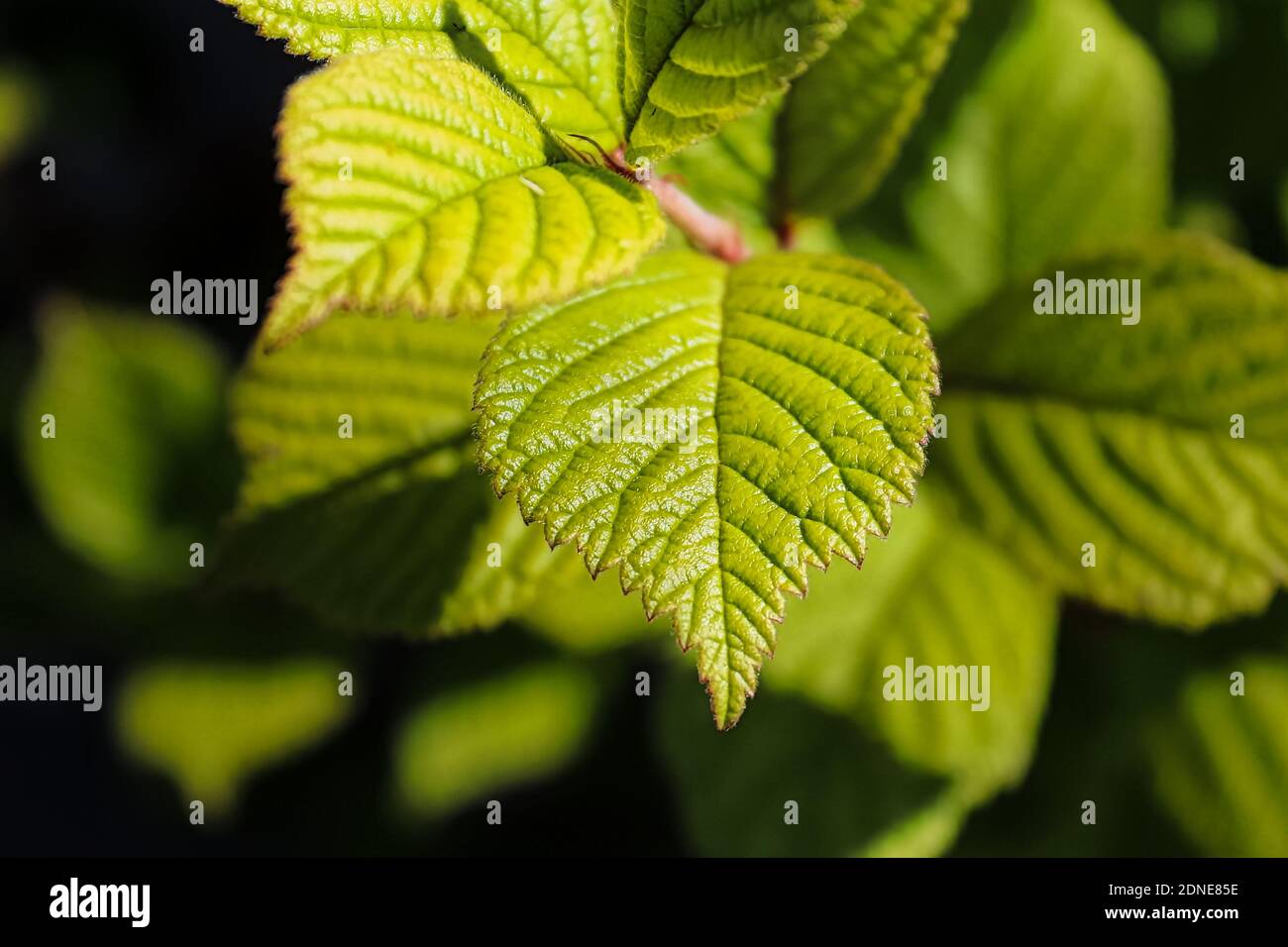 Primo piano di una foglia verde di ciliegio di nanking Foto Stock