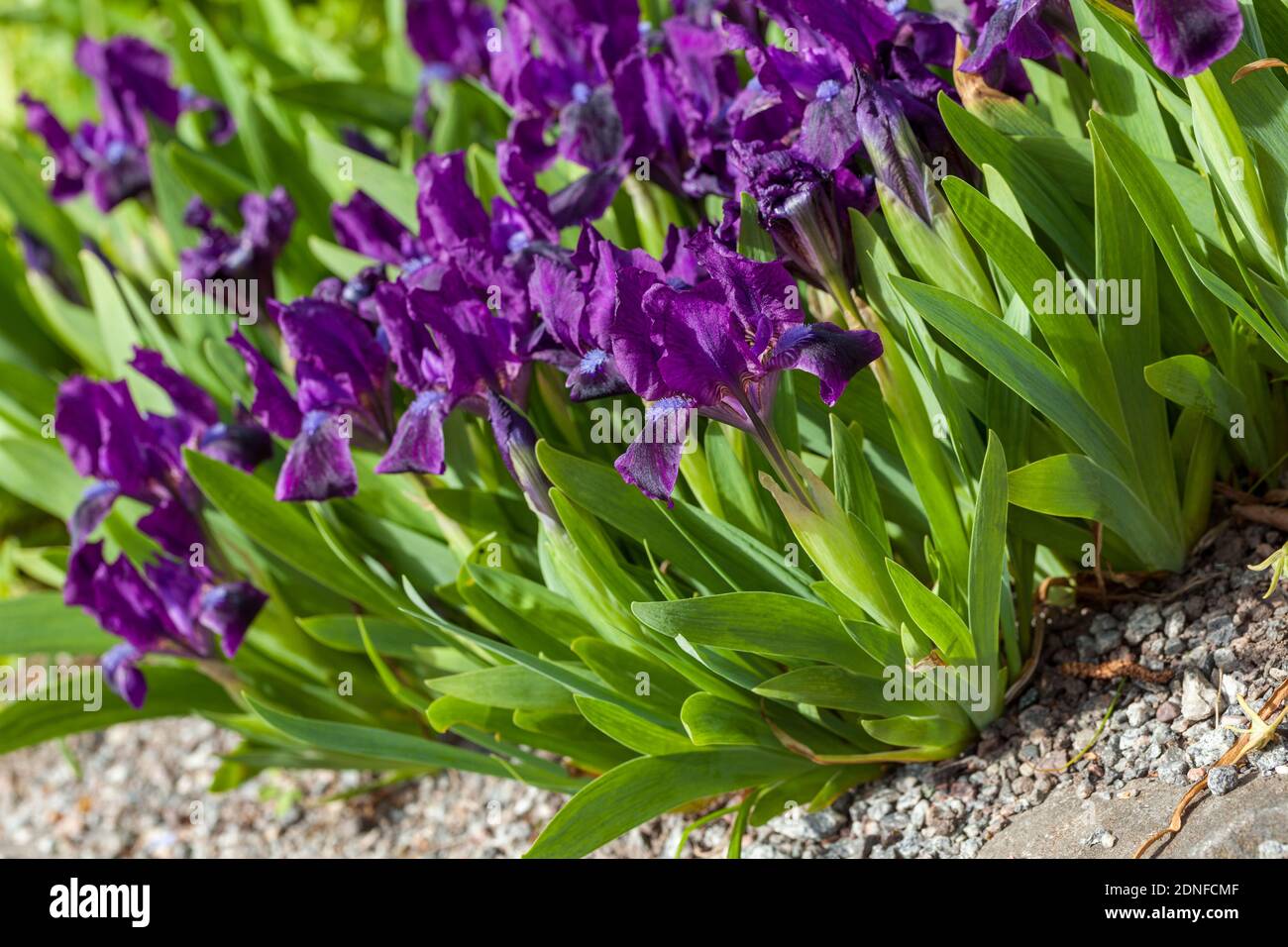 Iris nano, Dvärgiris (Iris pumila) Foto Stock