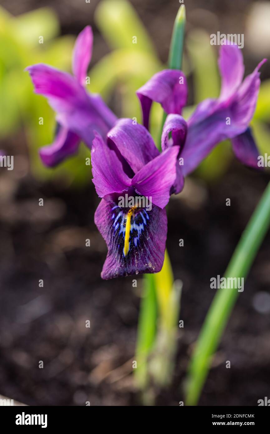 Iris reticolare, Våriris (Iris reticulata) Foto Stock