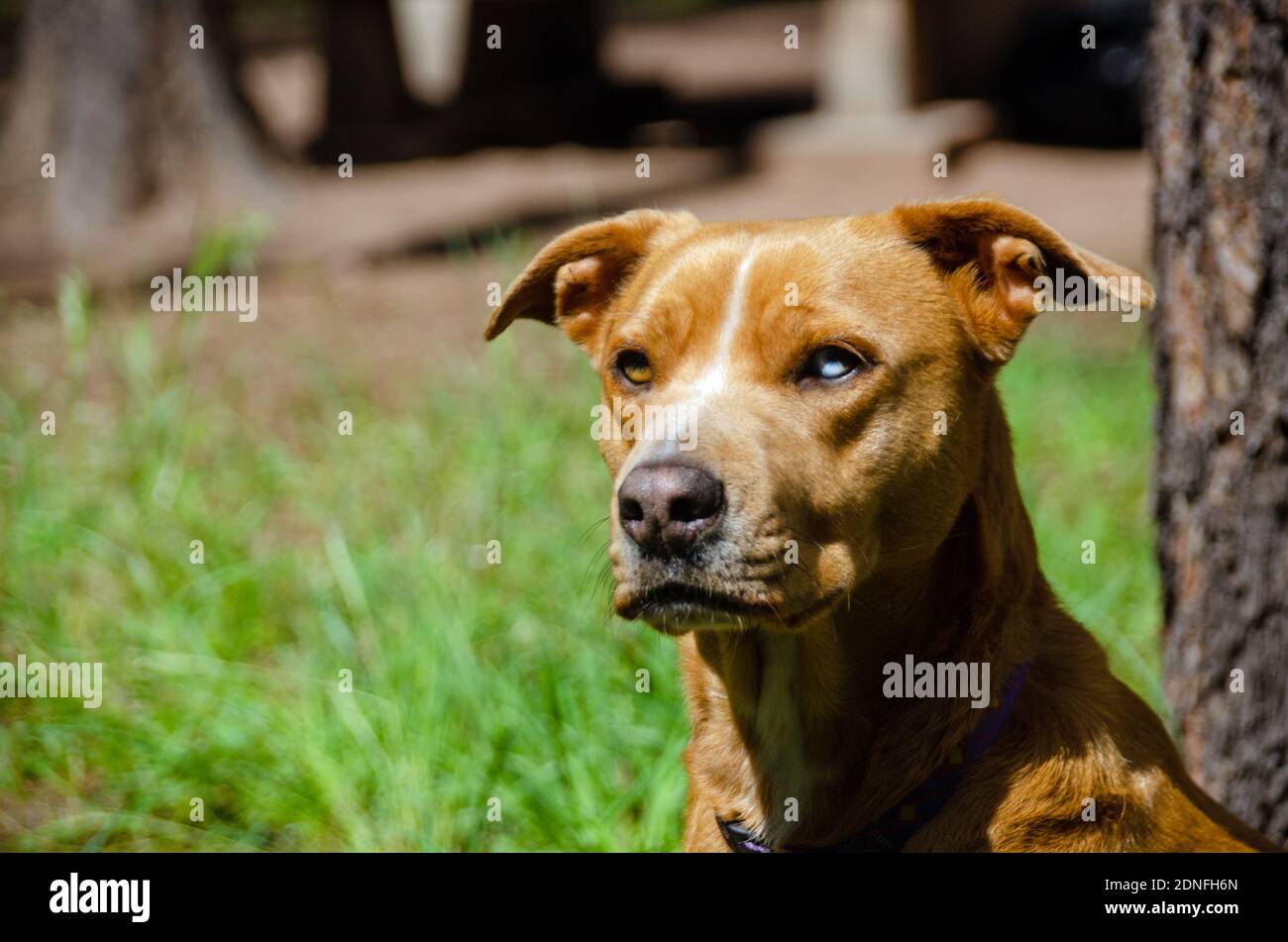 Cane domestico (canis familiaris) Foto Stock