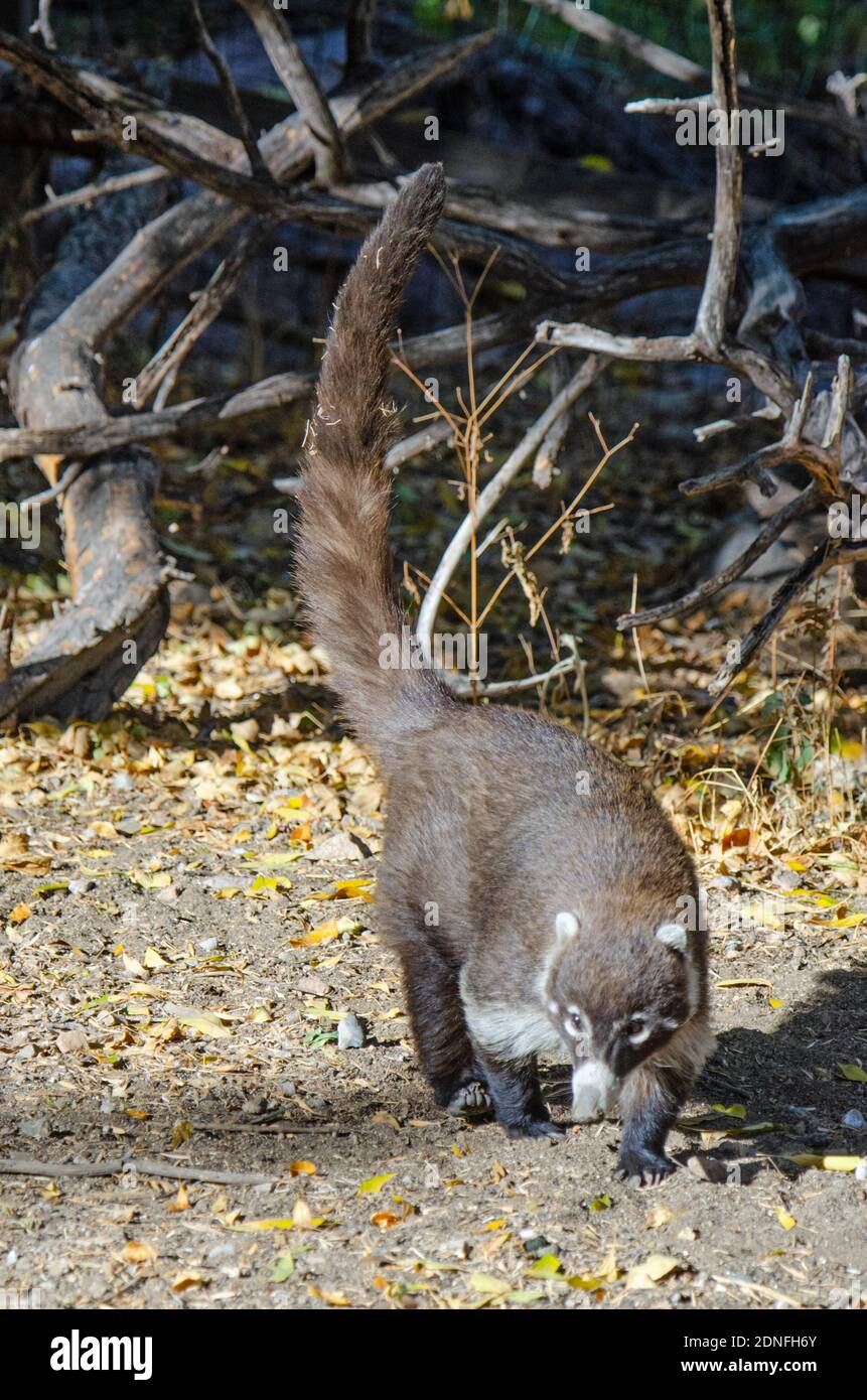 Bianco-coati dal naso (Nasua narica) Foto Stock