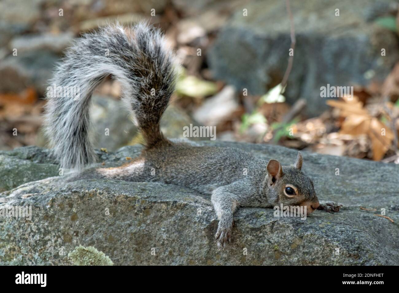 Arizona Grey Squirrel (Sciurus arizonensis) Foto Stock