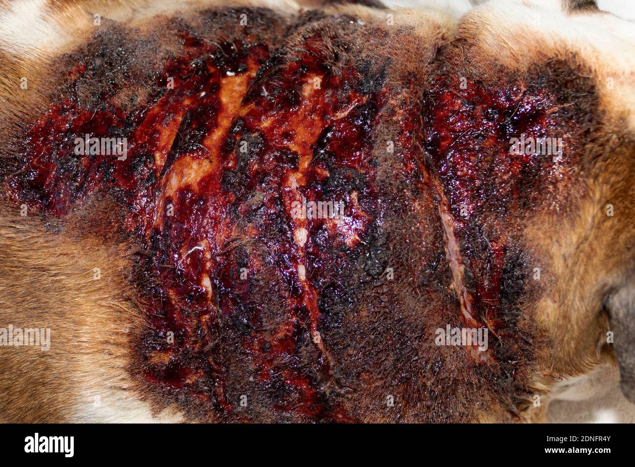 Un Bulldog britannico sperimenta una grave reazione allergica al cane cibo con conseguente dermatite diffusa Foto Stock