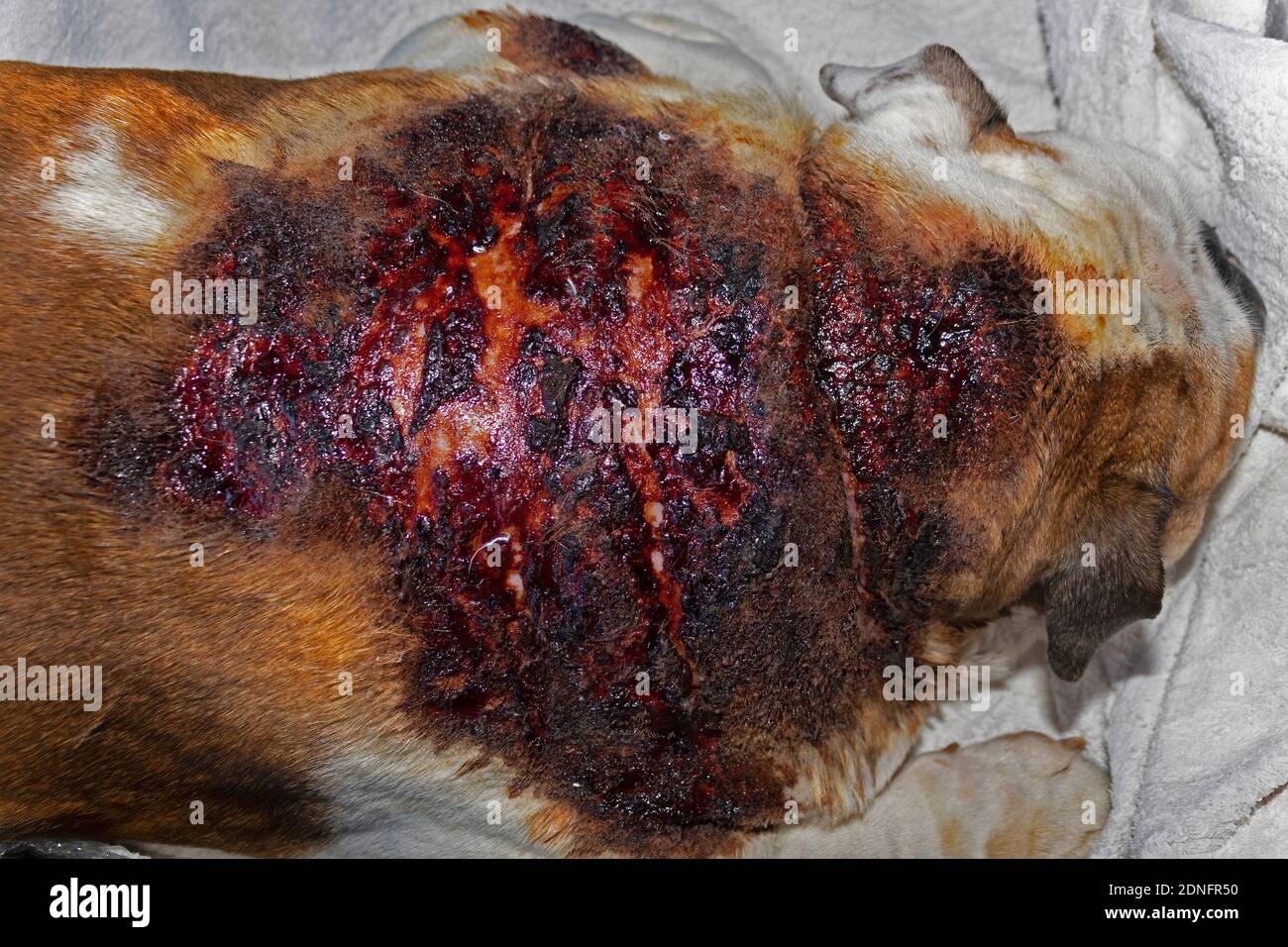 Un Bulldog britannico sperimenta una grave reazione allergica al cane cibo con conseguente dermatite diffusa Foto Stock