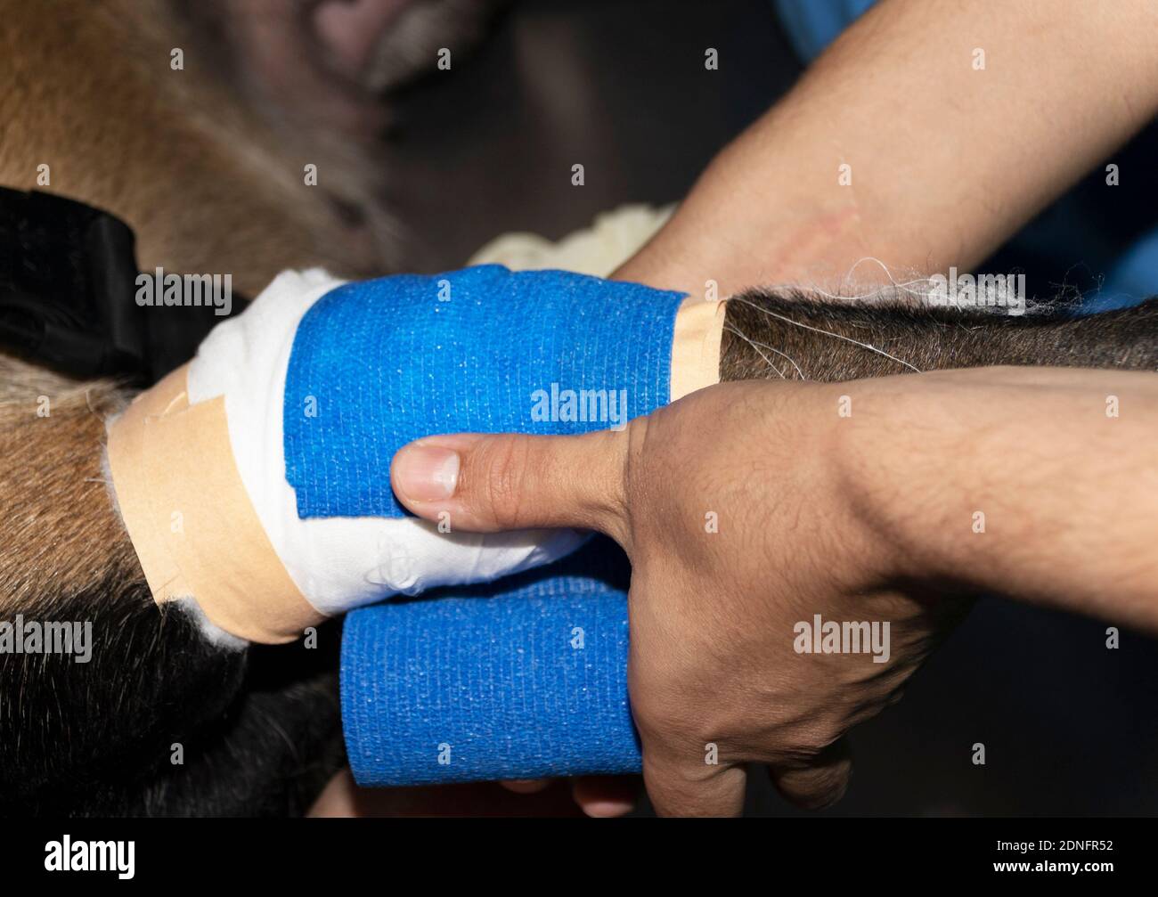 Un veterinario mette un bendaggio conforme blu sui feriti Gamba di un malinois belga Foto Stock