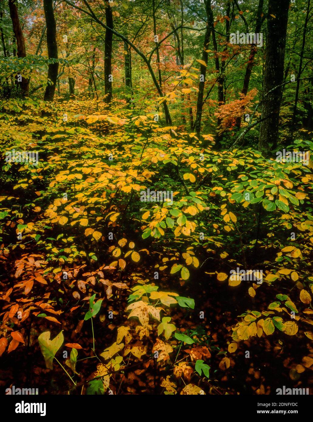 In autunno, Deep Creek, Great Smoky Mountains National Park, North Carolina Foto Stock