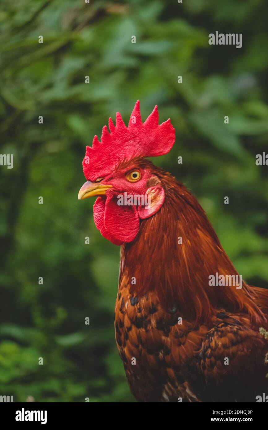 Maschio Paese Pollo Gallo Closeup su sfondo verde natura. Red Jungle Fowl Gallo di pollo maschile. Foto Stock