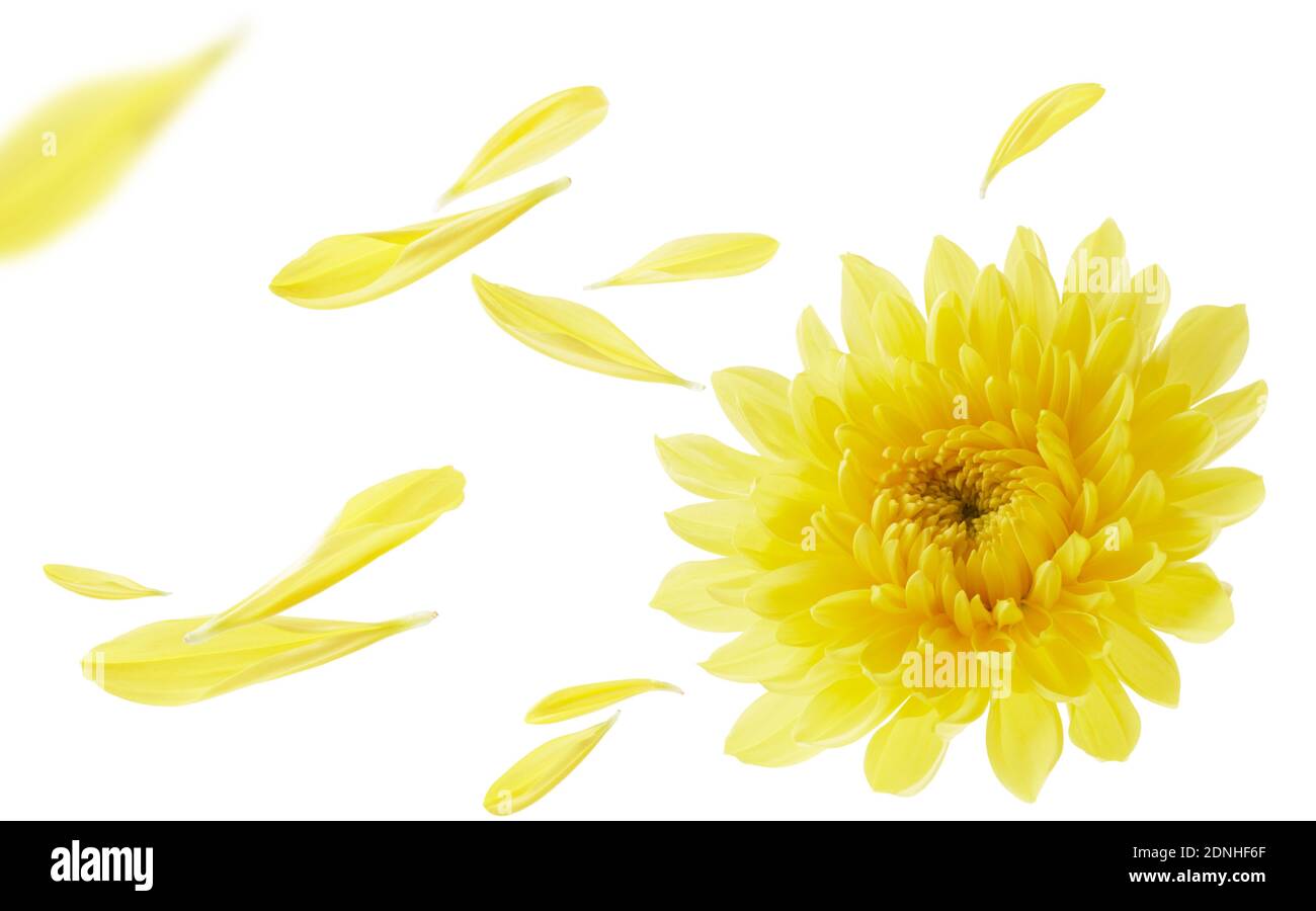 crisantemo con i suoi petali che volano isolati su bianco Foto Stock