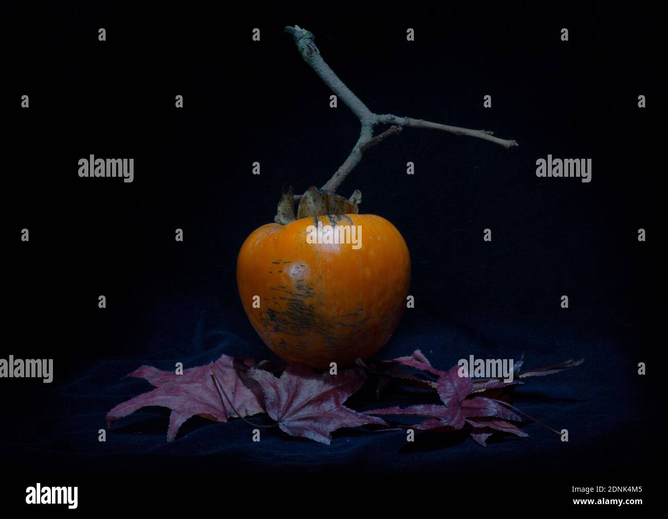 Primo piano di una persimmon sulla foglia di acero contro uno sfondo nero Foto Stock