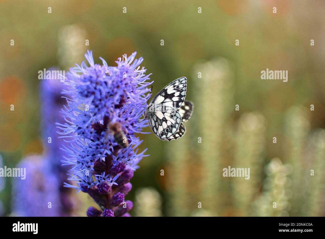 Farfalla in una giornata estiva su una pianta in un giardino sotto la luce del sole in una calda giornata estiva. Foto Stock
